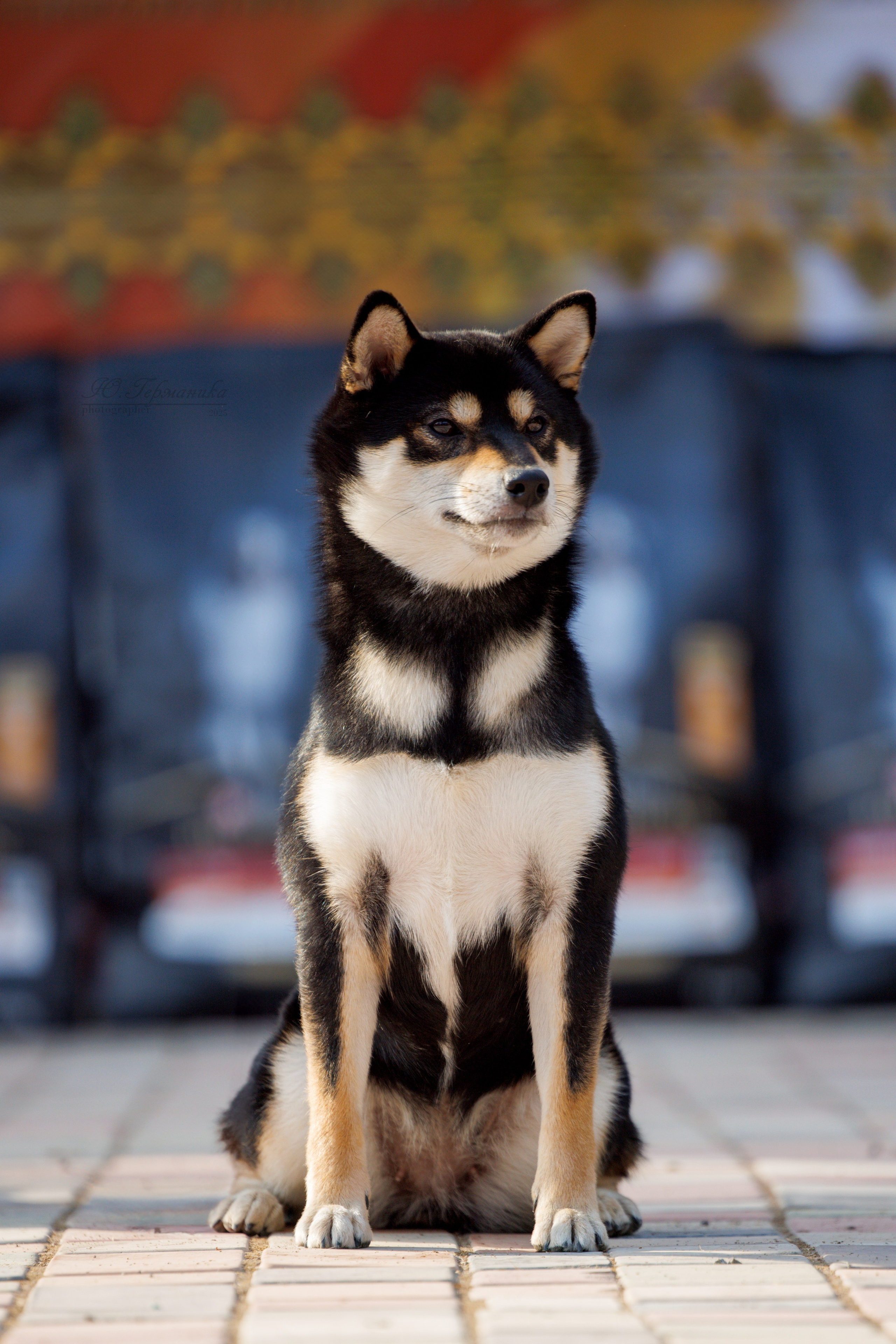 Ташкент 3хCACIB 3-5.10.2025. Фотограф-анималист Юлия Германика