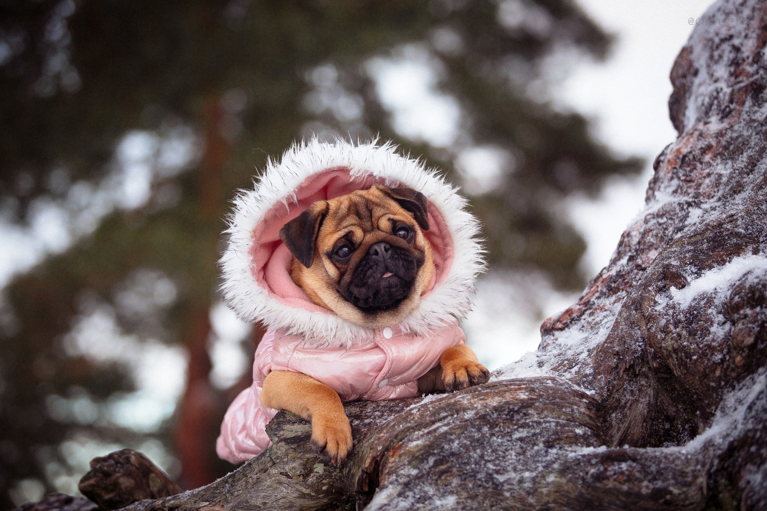 Новогоднее настроение. Роза. Фотограф-анималист Наталия Чистюхина в г. Сосновый Бор и ЛО