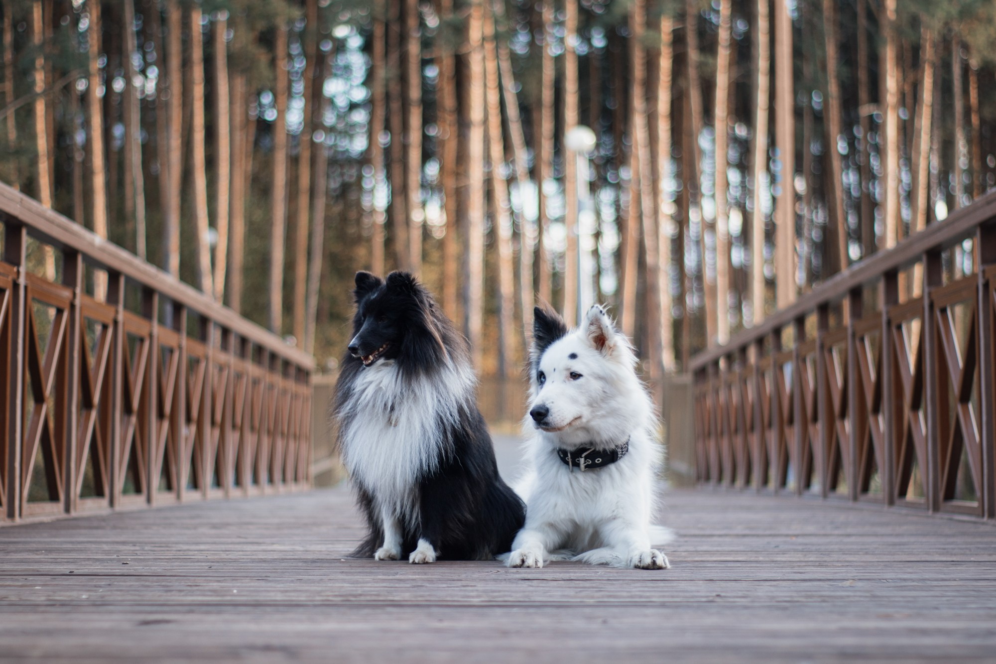 Ньют и Кастиэль. Фотограф в Тюмени Лизавета Сапицкая