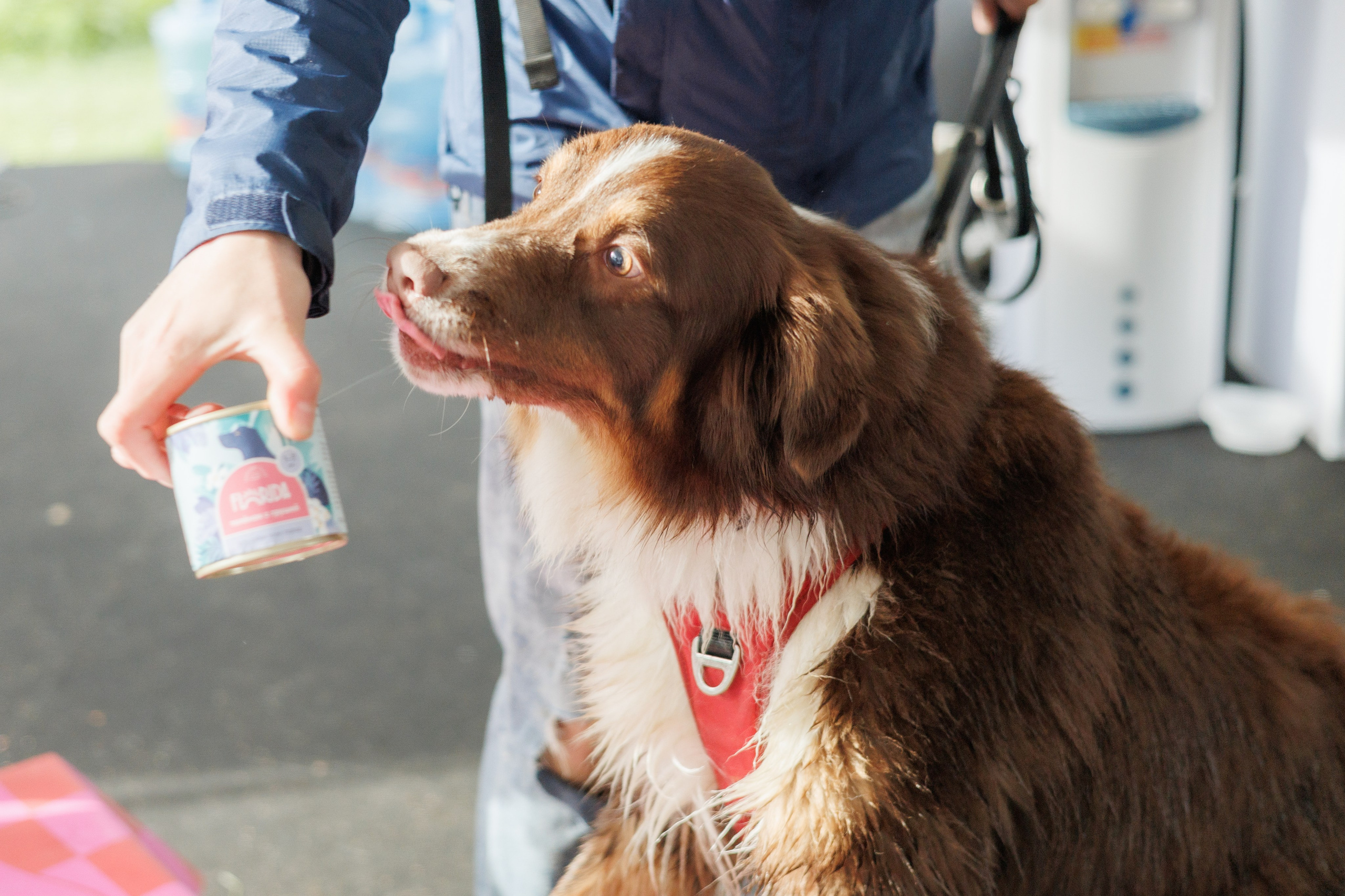 Фестиваль Petshop Days. Портретный фотограф Алина Хаунина