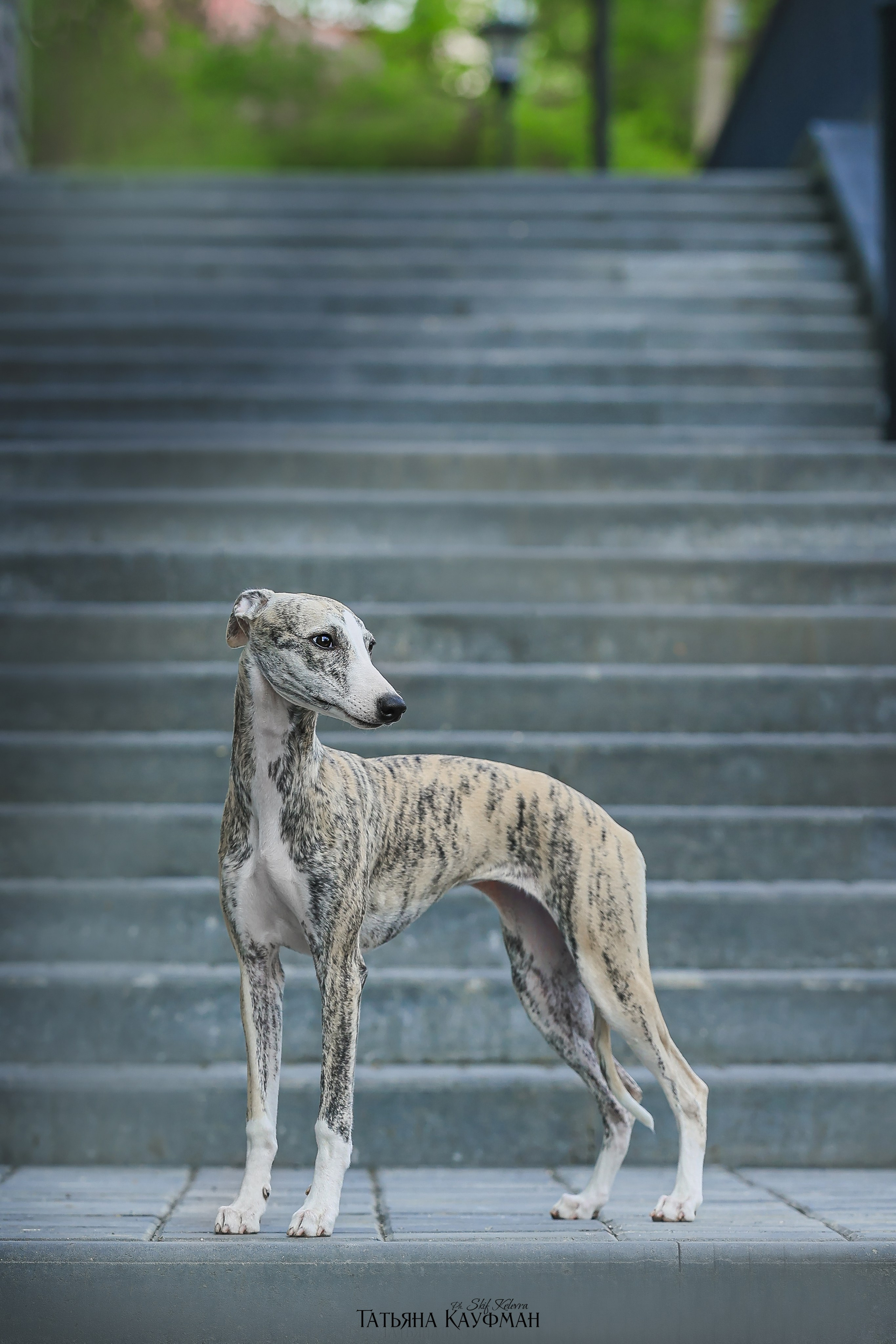 Уиппет, фотография уиппет, собака в цветах, красивая собака, фотограф анималист, фотокурс Анималистика, научиться фотографировать собак, фотограф Новосибирск
