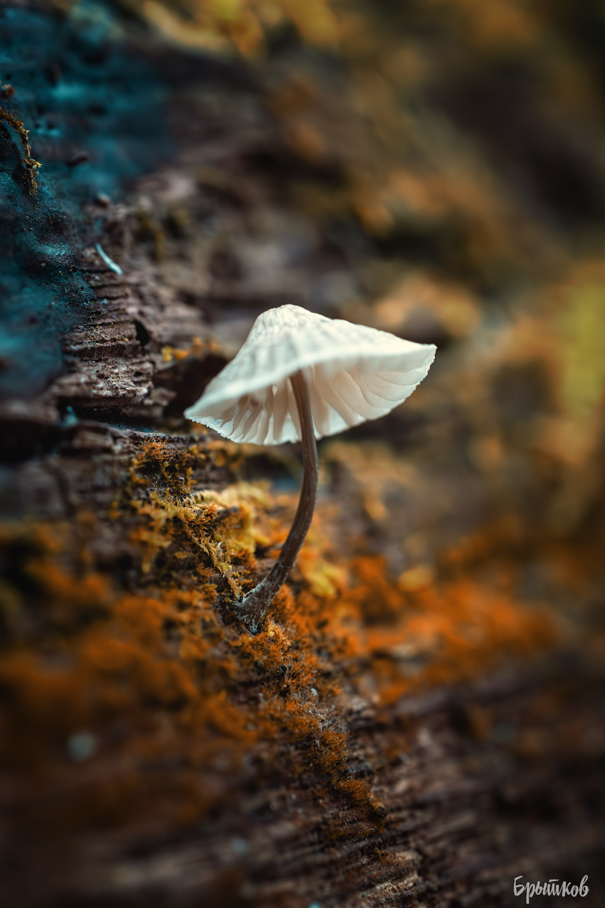 Макрофото. Николай Брытков — фотограф в Туле