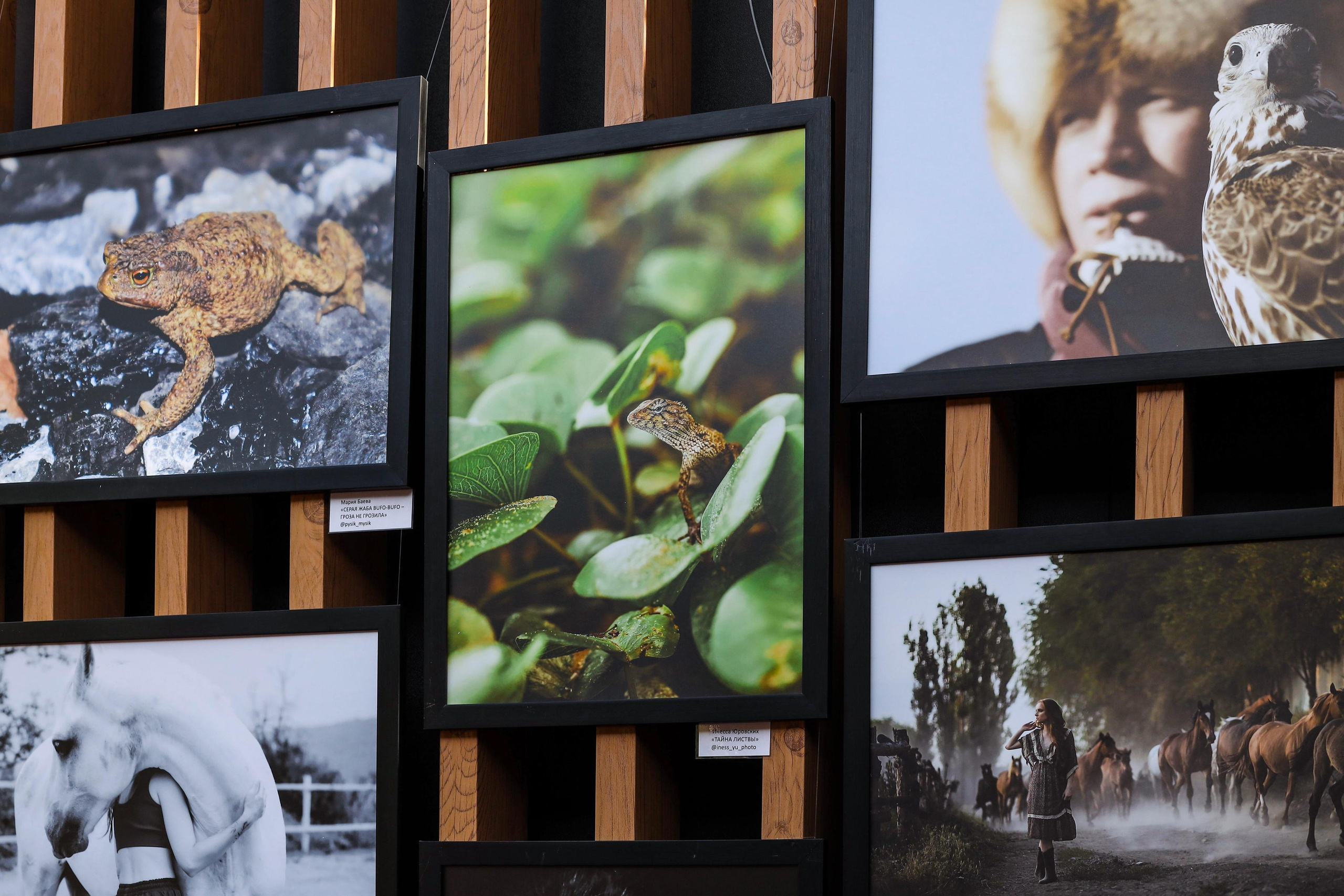 Выставки. Семейный и детский фотограф в Алматы Юровских Инесса