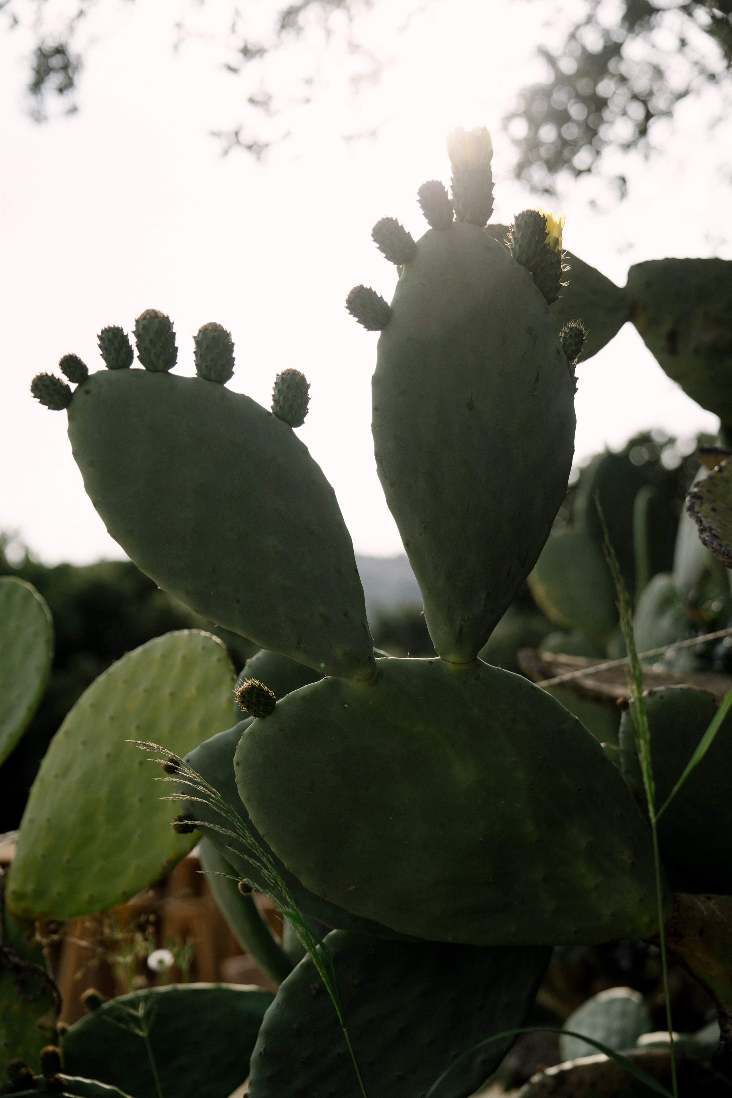 Андрей & Александра. Бодрум. Оформление свадеб, декор свадеб Вера Маркова, Москва