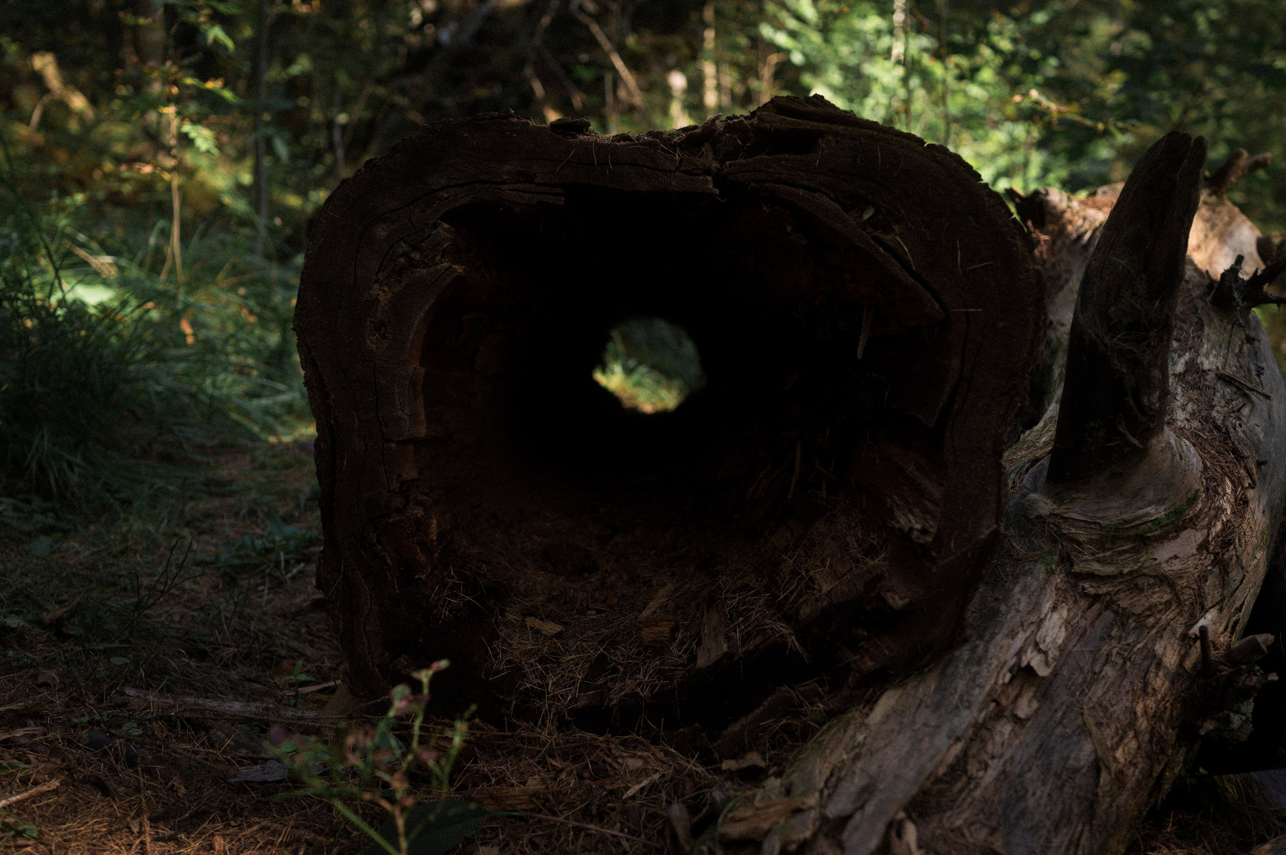 North 2024. Kartascheff