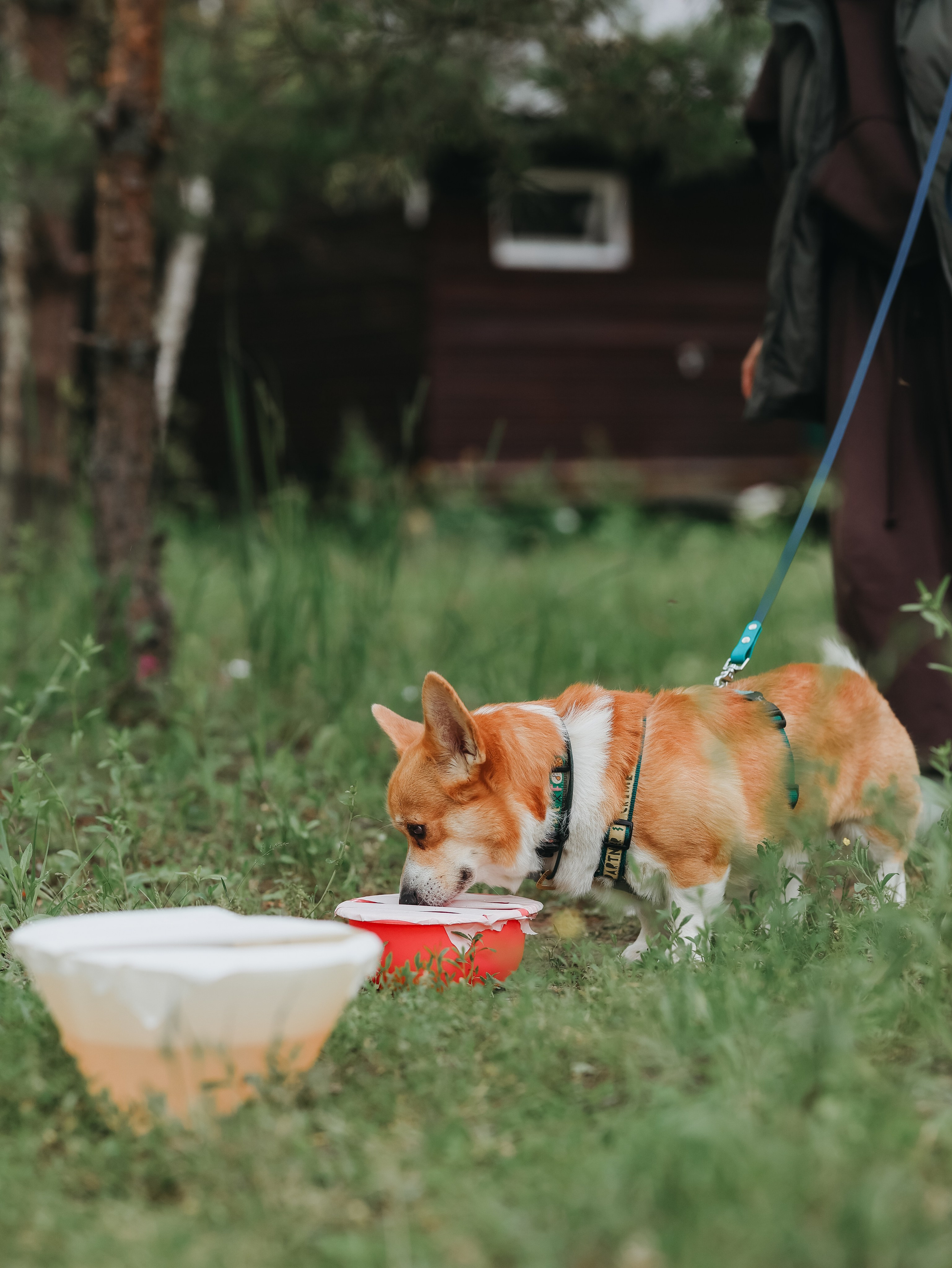 Лагерь ноузворк. Фотограф-анималист в Москве Кириллова Татьяна