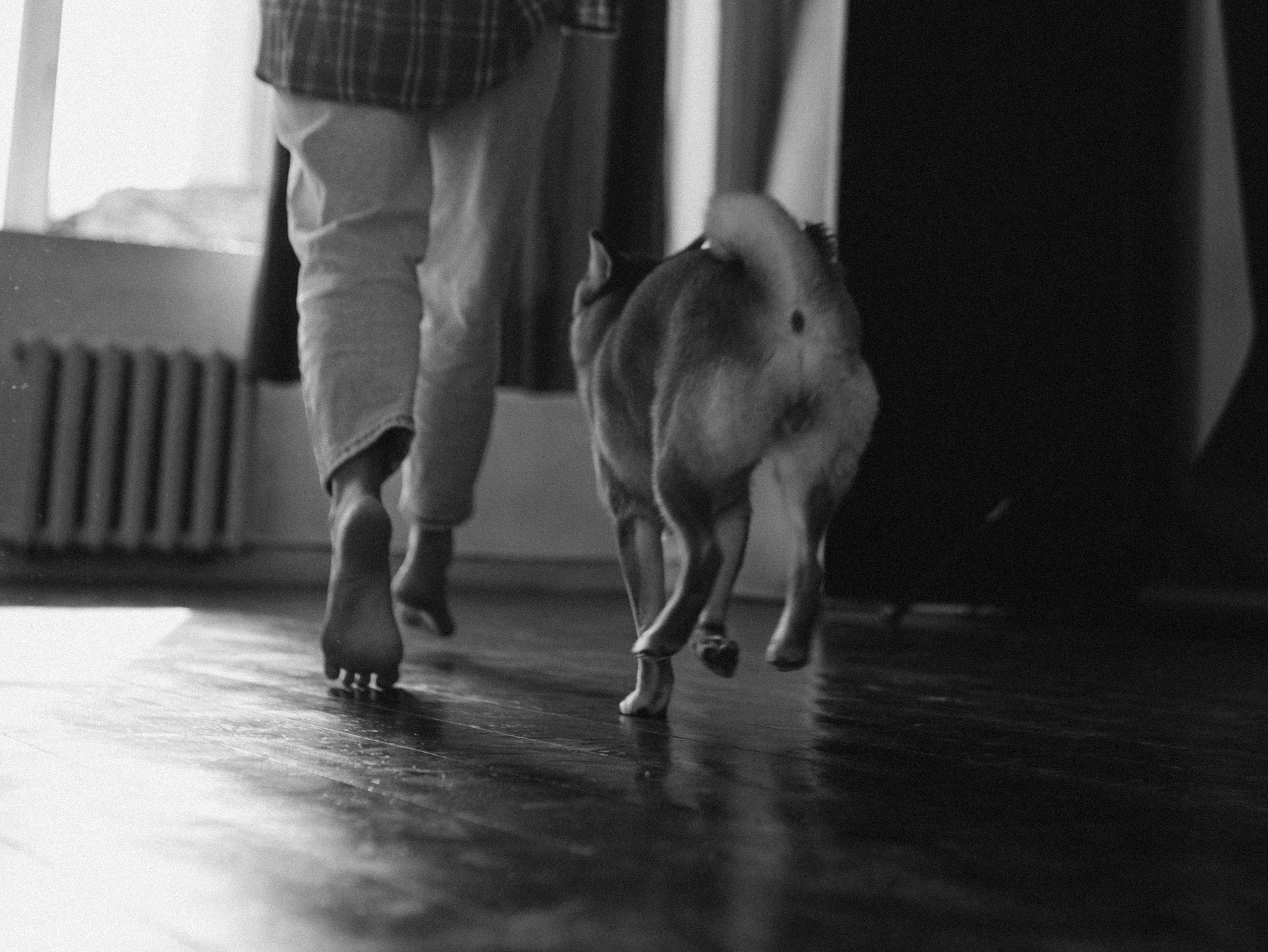 Мика и Настя. Фотограф-анималист в Москве Кириллова Татьяна