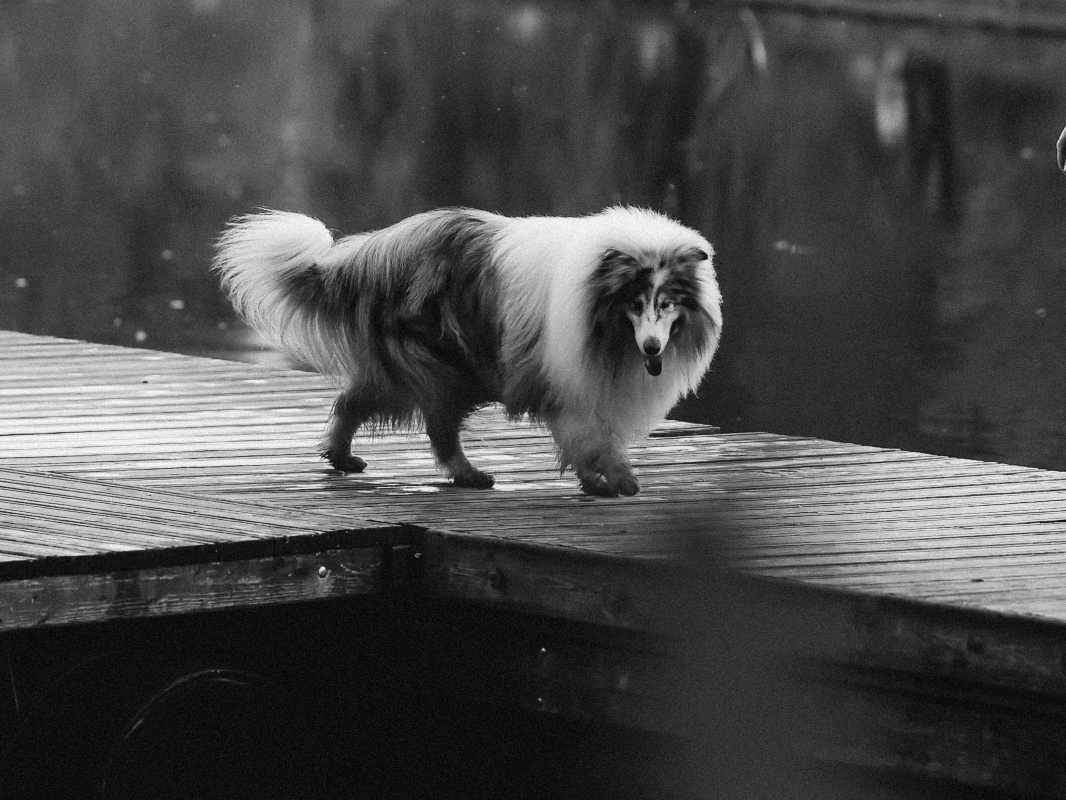 Гранд и Инга. Фотограф-анималист в Москве Кириллова Татьяна