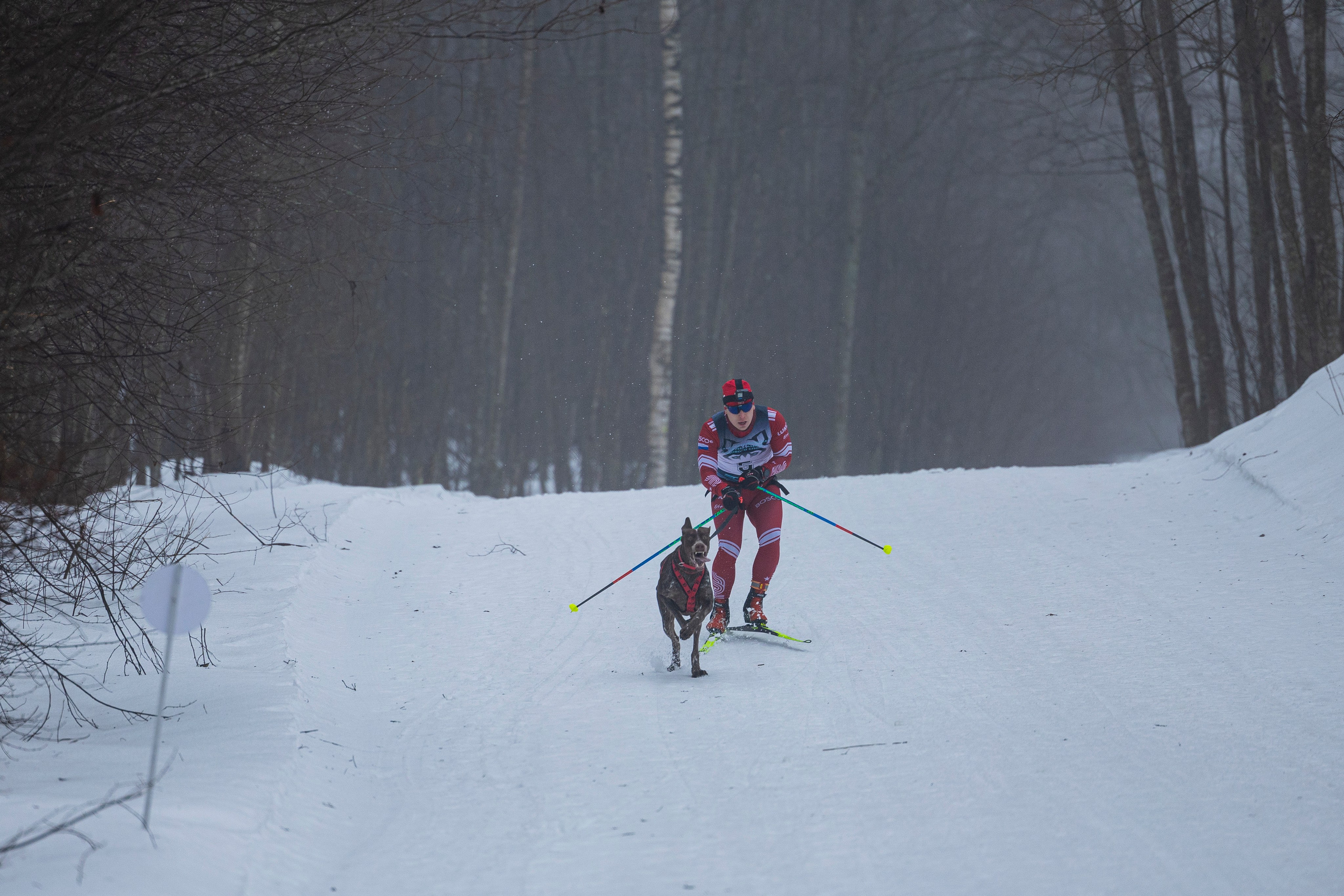 Зимний Чемпионат Санкт-Петербурга по ездовому спорту. Фотограф-анималист Анна Маринич
