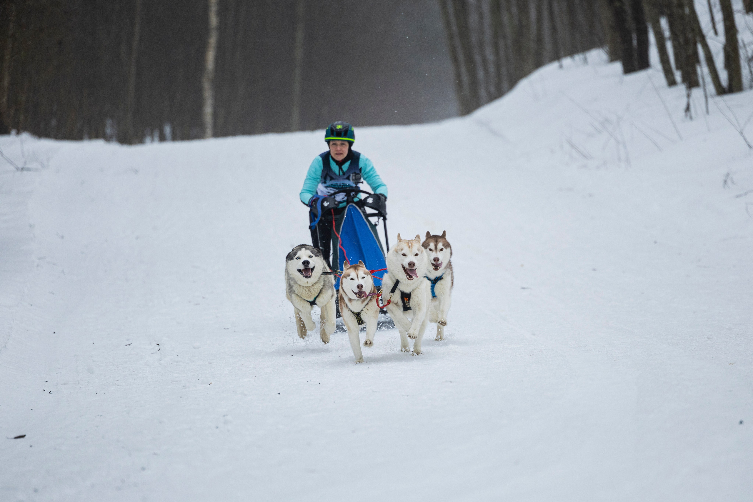 Зимний Чемпионат Санкт-Петербурга по ездовому спорту. Фотограф-анималист Анна Маринич
