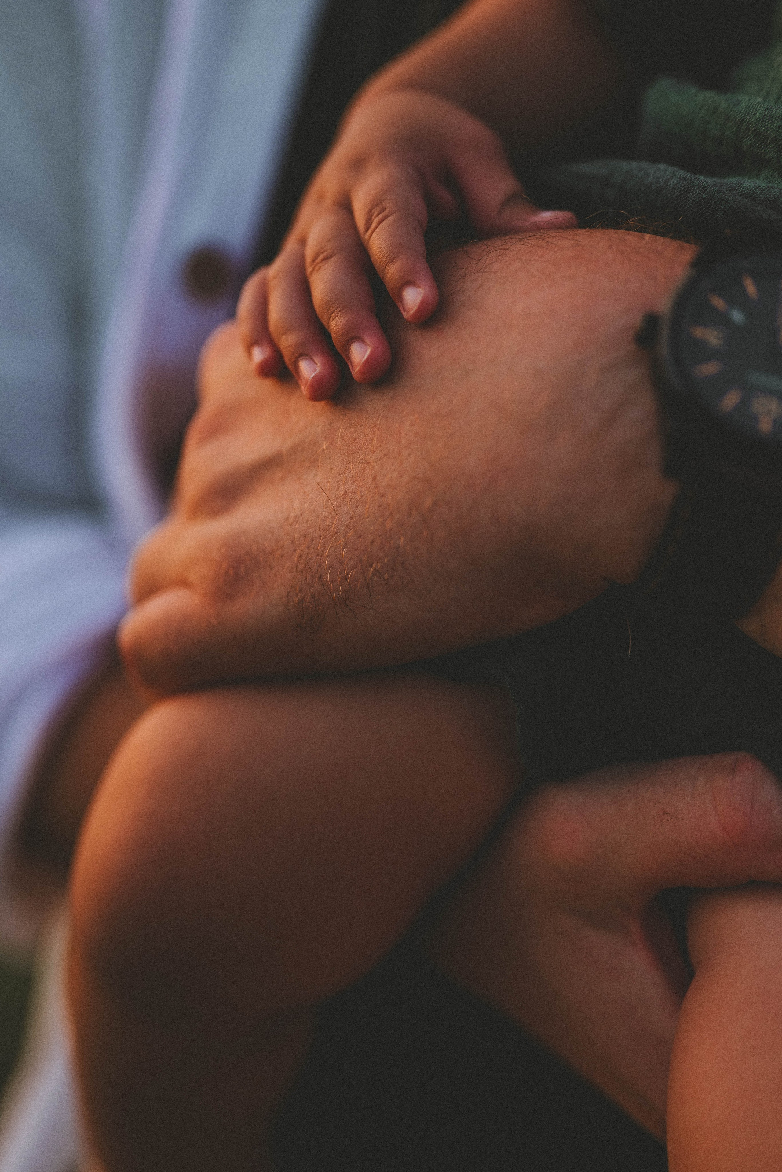 Лев с родителями на закате. Фотограф Кристина Пархоменко