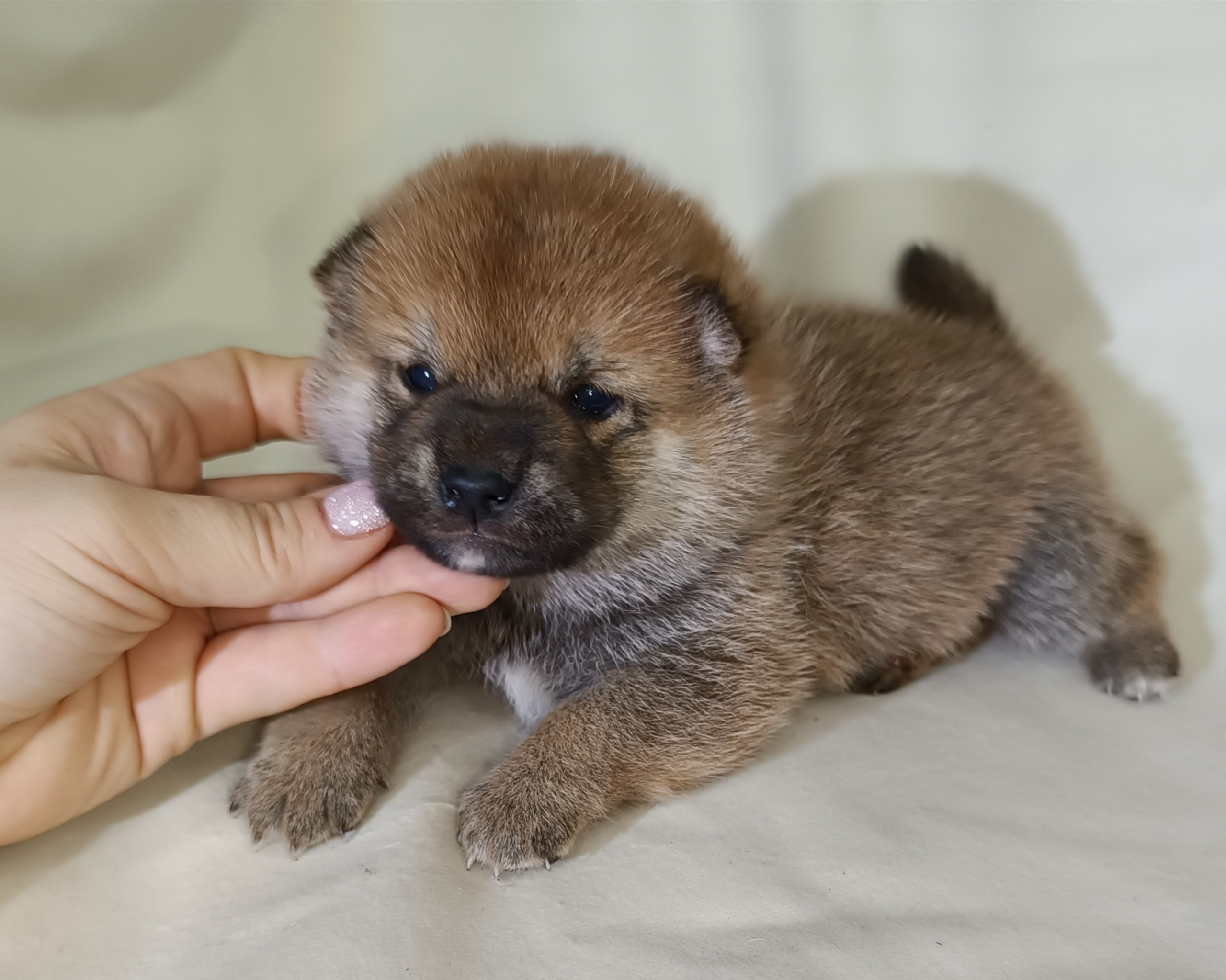 сиба питомник Рубилайт щенки на продажу rubylight  сиба щенки купить СПб Санкт-Петербург 