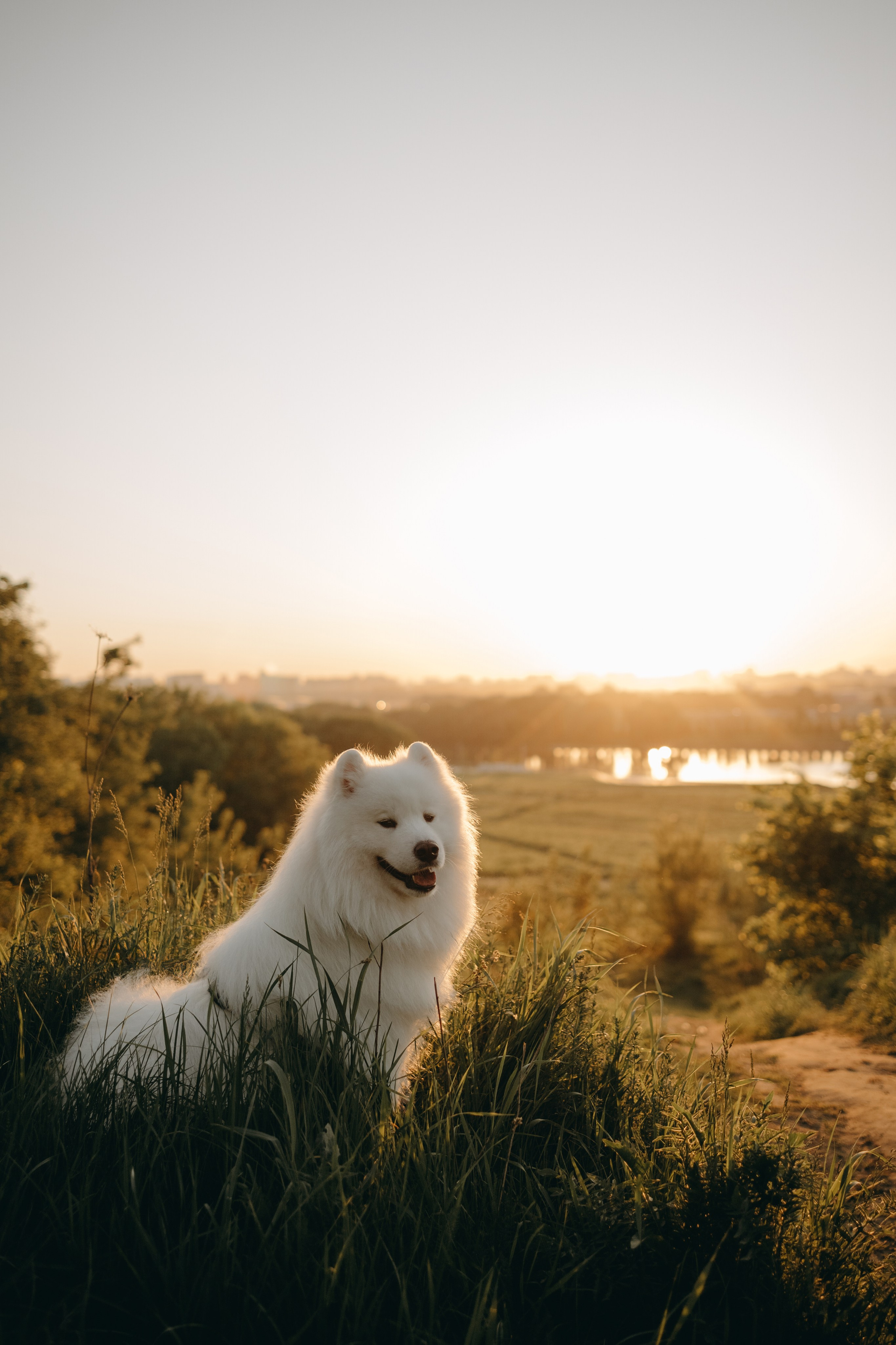 Танго и его семья. Фотограф — Анималист | Санкт-Петербург