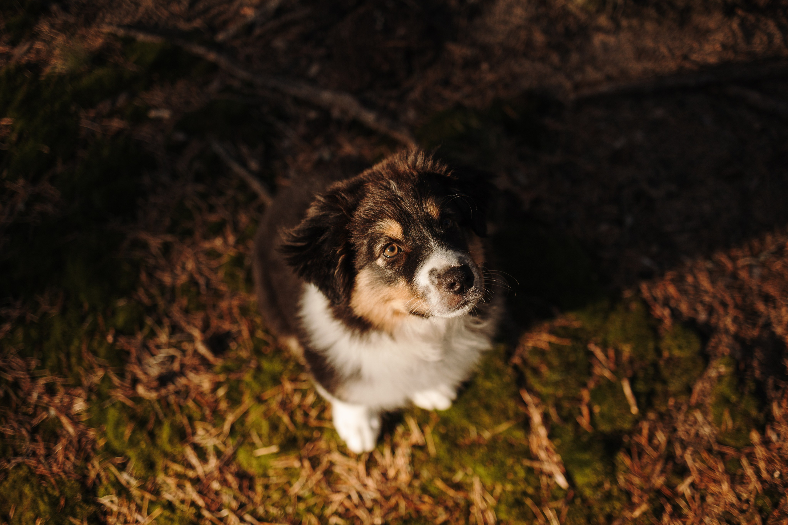 Ира и Шмель. Фотограф — Анималист | Санкт-Петербург