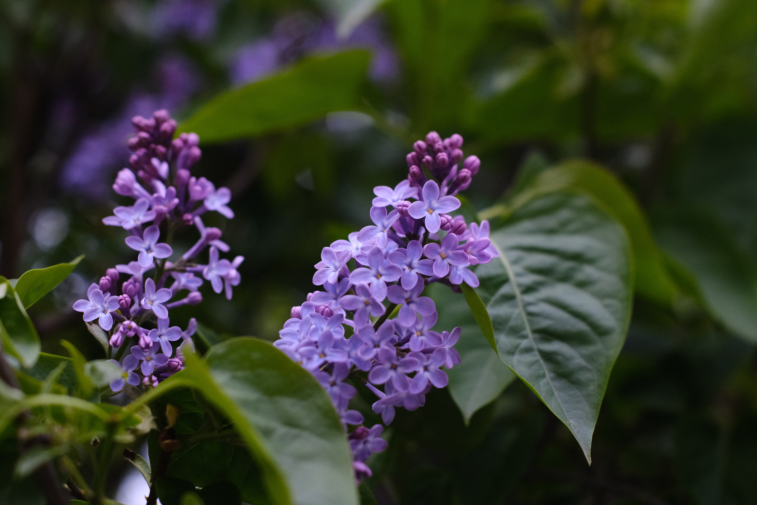Художественные фото. Креативный фотограф в Москве Арапова Виталия