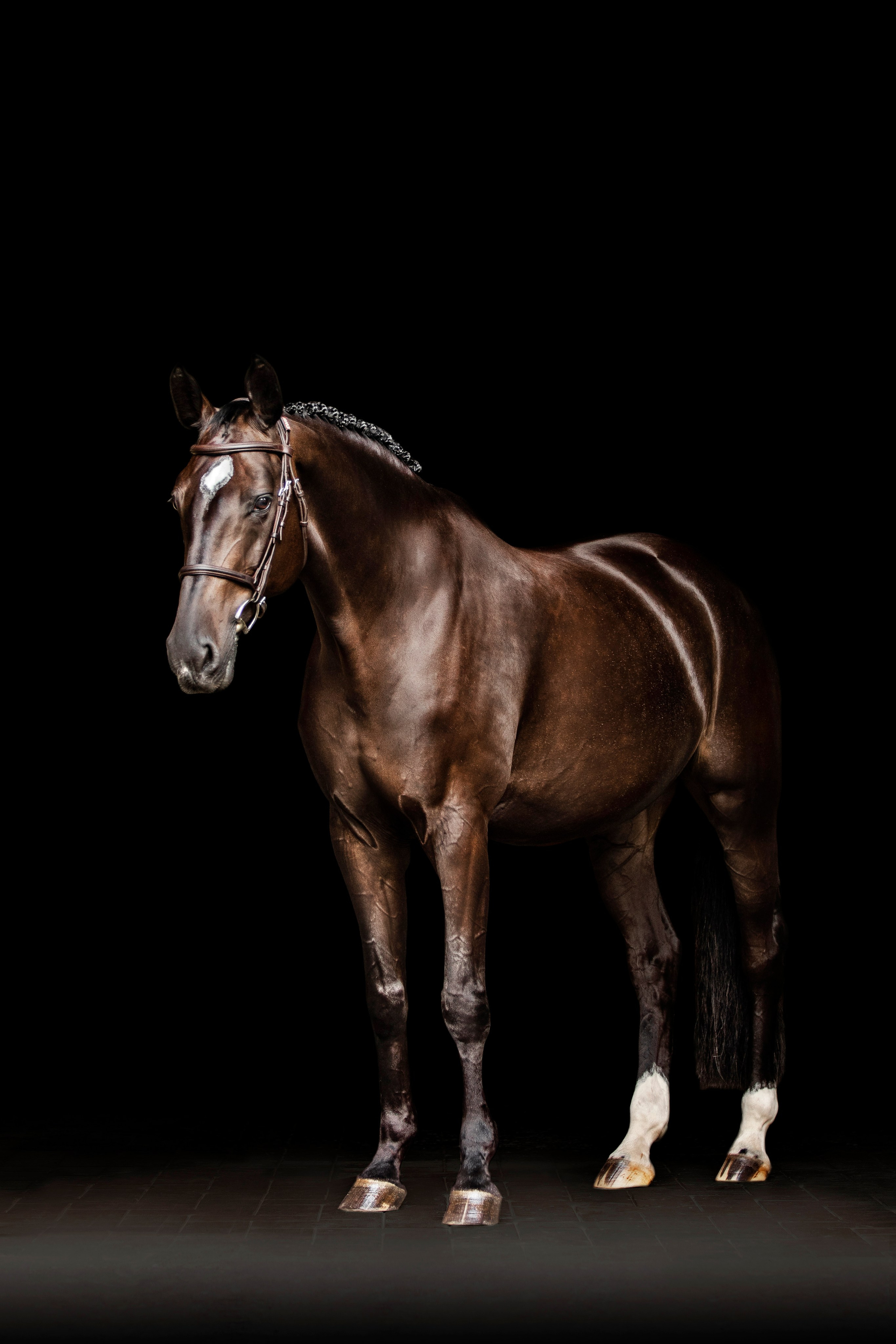 Конные портреты. Veronika Makeeva horse photo