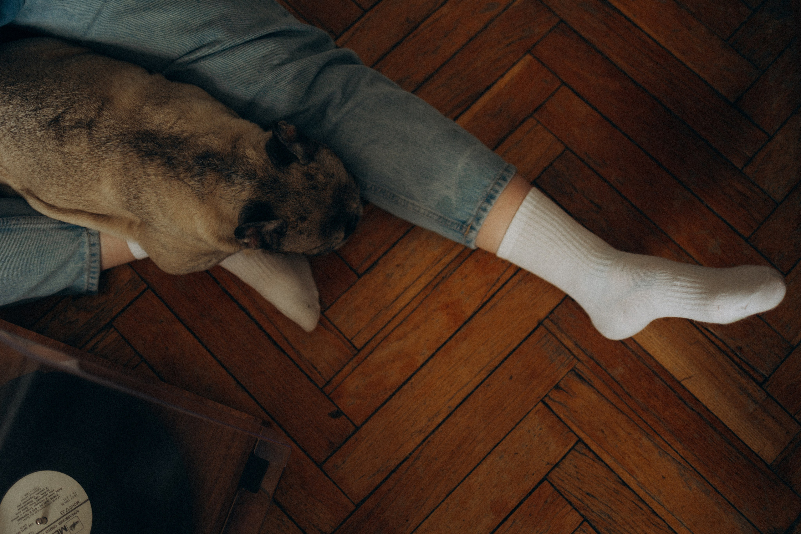 Зефирка, Булка и их Ро. Фотораф — анималист Мария Шистка