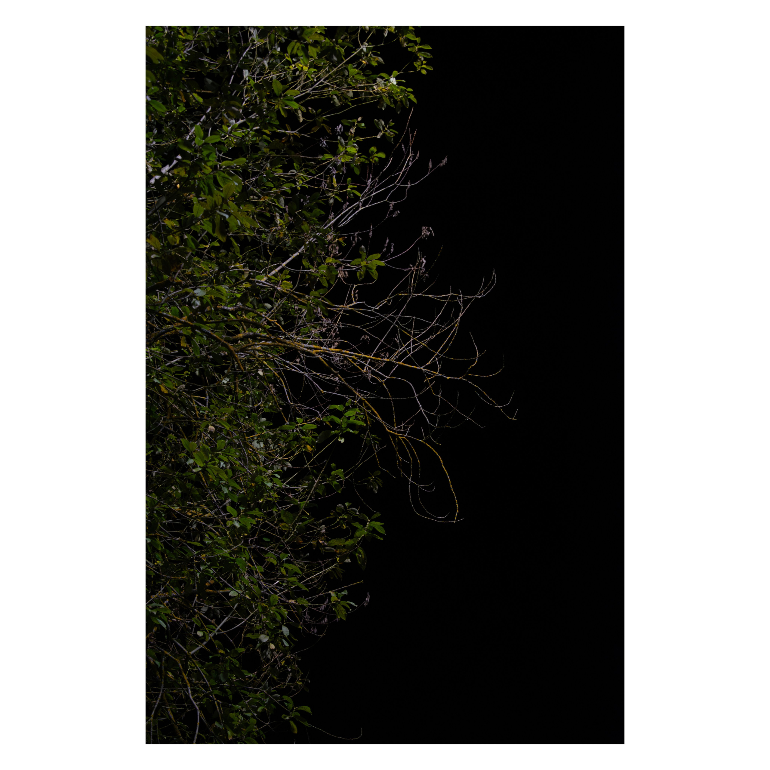 Гербарий. Художественный фотограф в Калуге