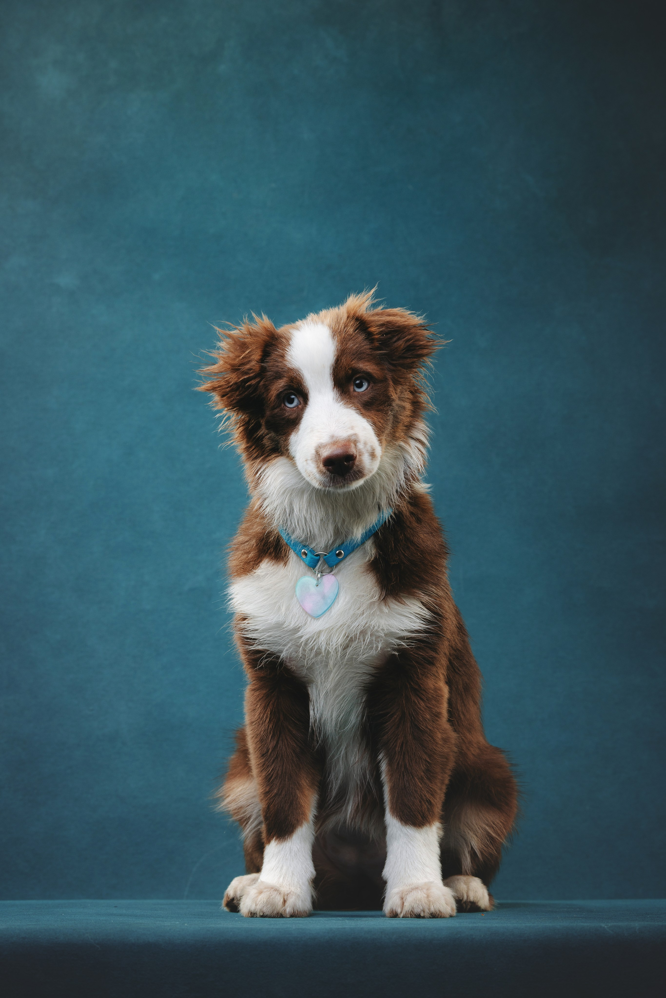 Миниаусси Дайс. Фотограф анималист Осипчикова Мария