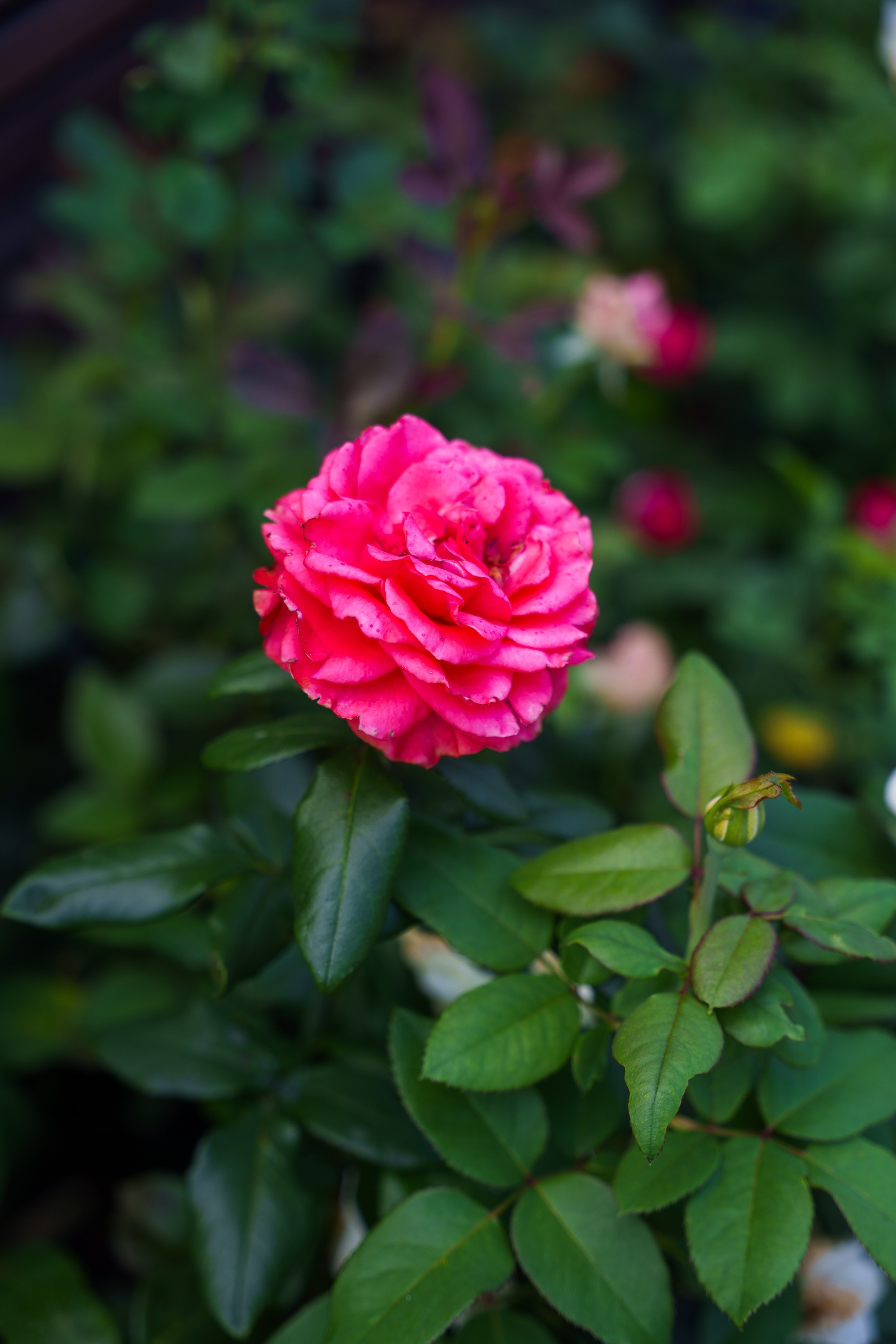 Анастасия и Антон. Фотограф Хабаровск