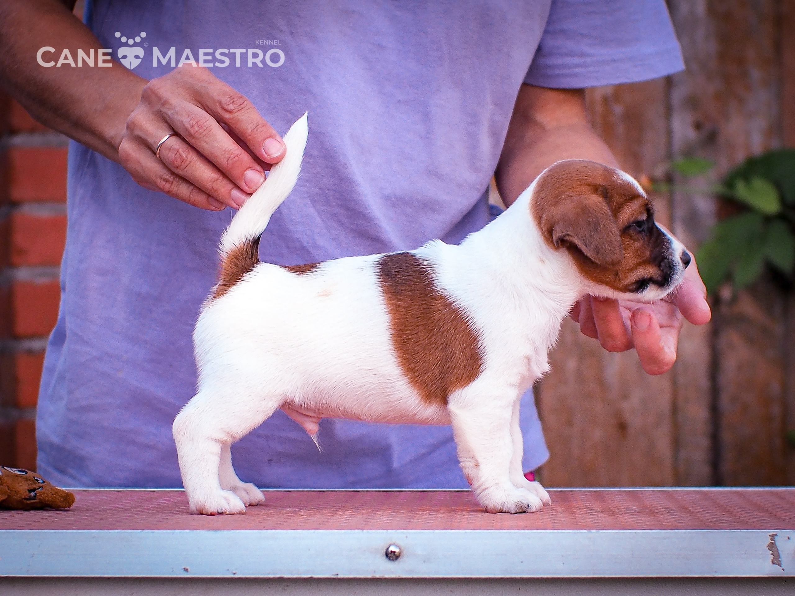 ЭМЕНТАЛЬ_КОБЕЛЬ. CANE MAESTRO — kennel Jack Russell Terrier