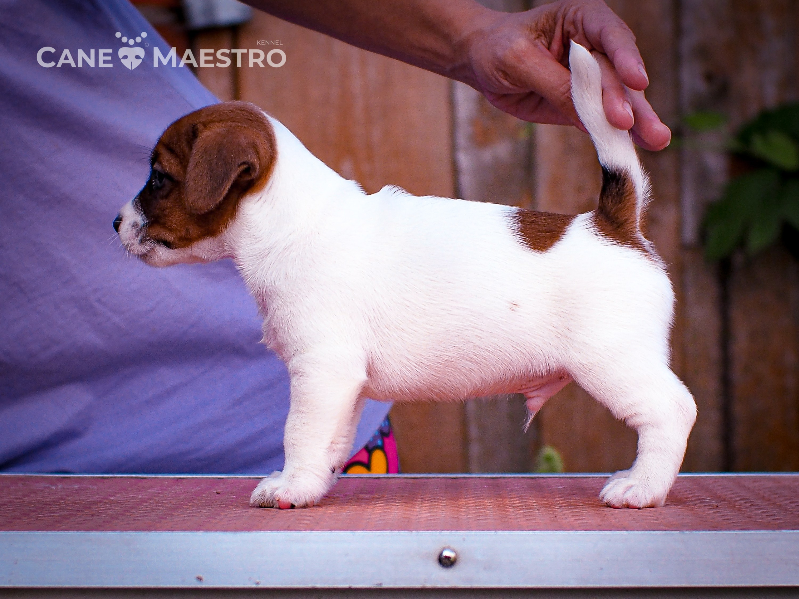 ЭМЕНТАЛЬ_КОБЕЛЬ. CANE MAESTRO — kennel Jack Russell Terrier