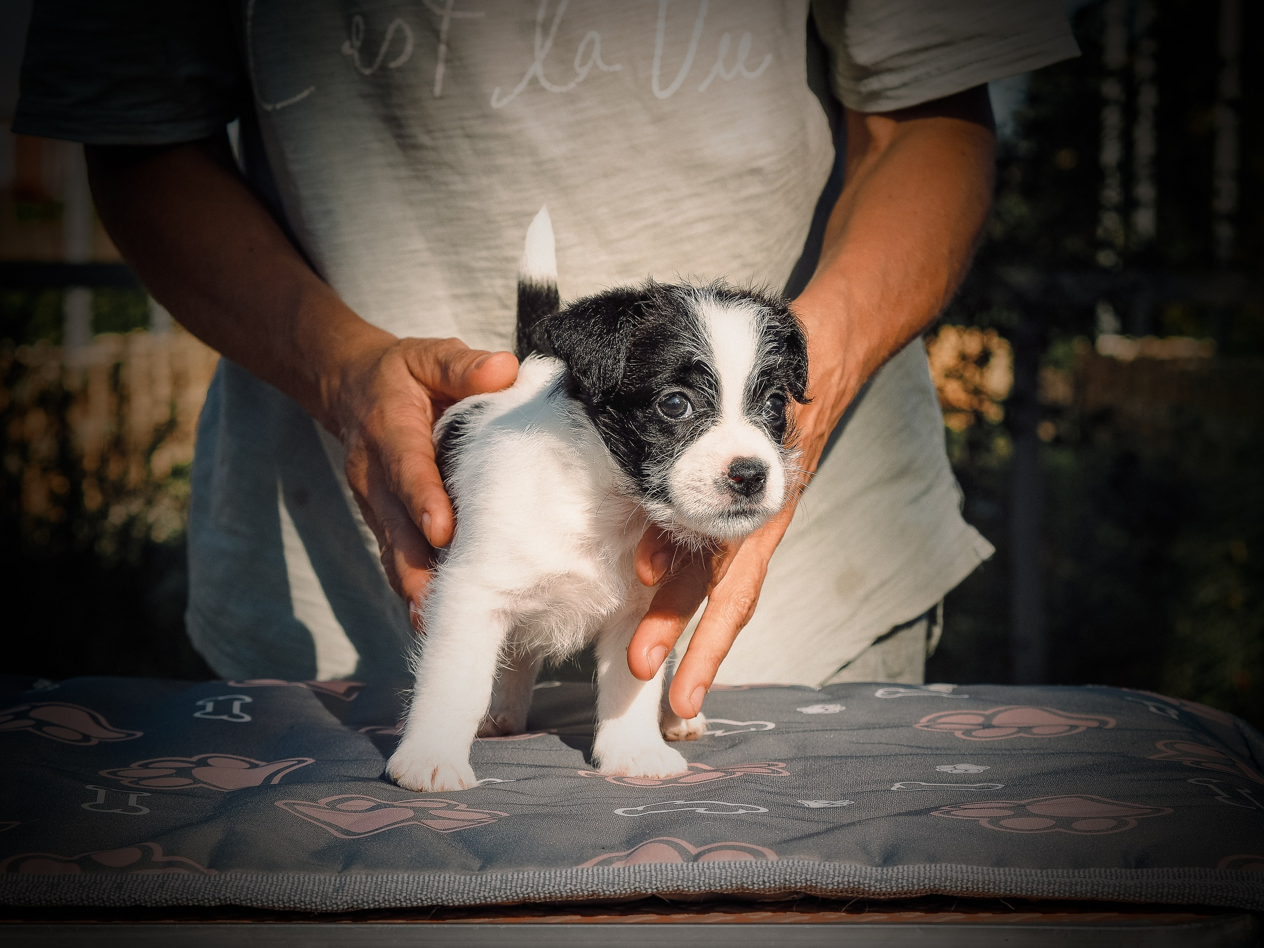 Бело-черная красавица джек-рассел-терьер. КАНЕ МАЭСТРО — питомник Джек рассел терьеров