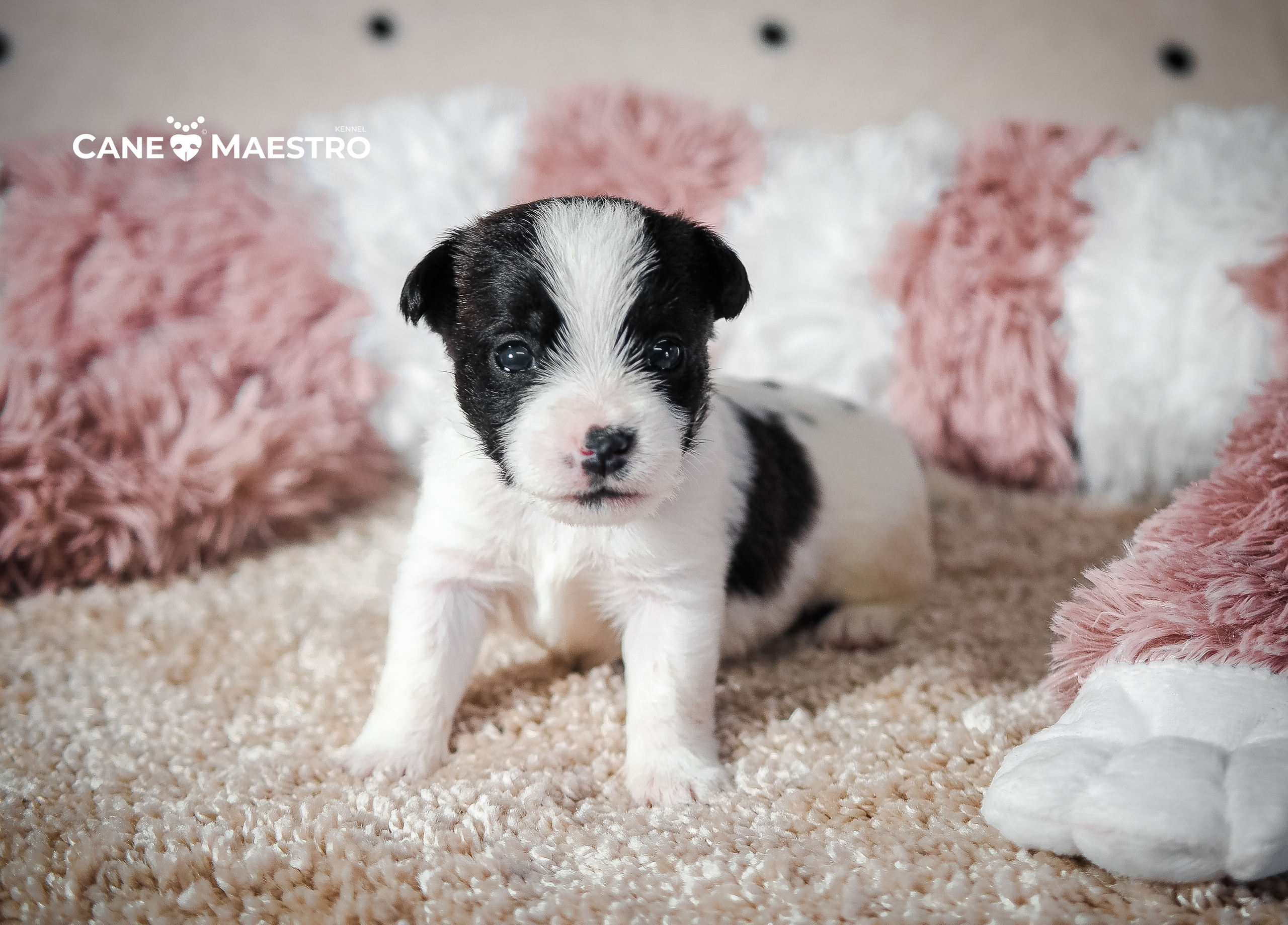 Бело-черная красавица джек-рассел-терьер. КАНЕ МАЭСТРО — питомник Джек рассел терьеров