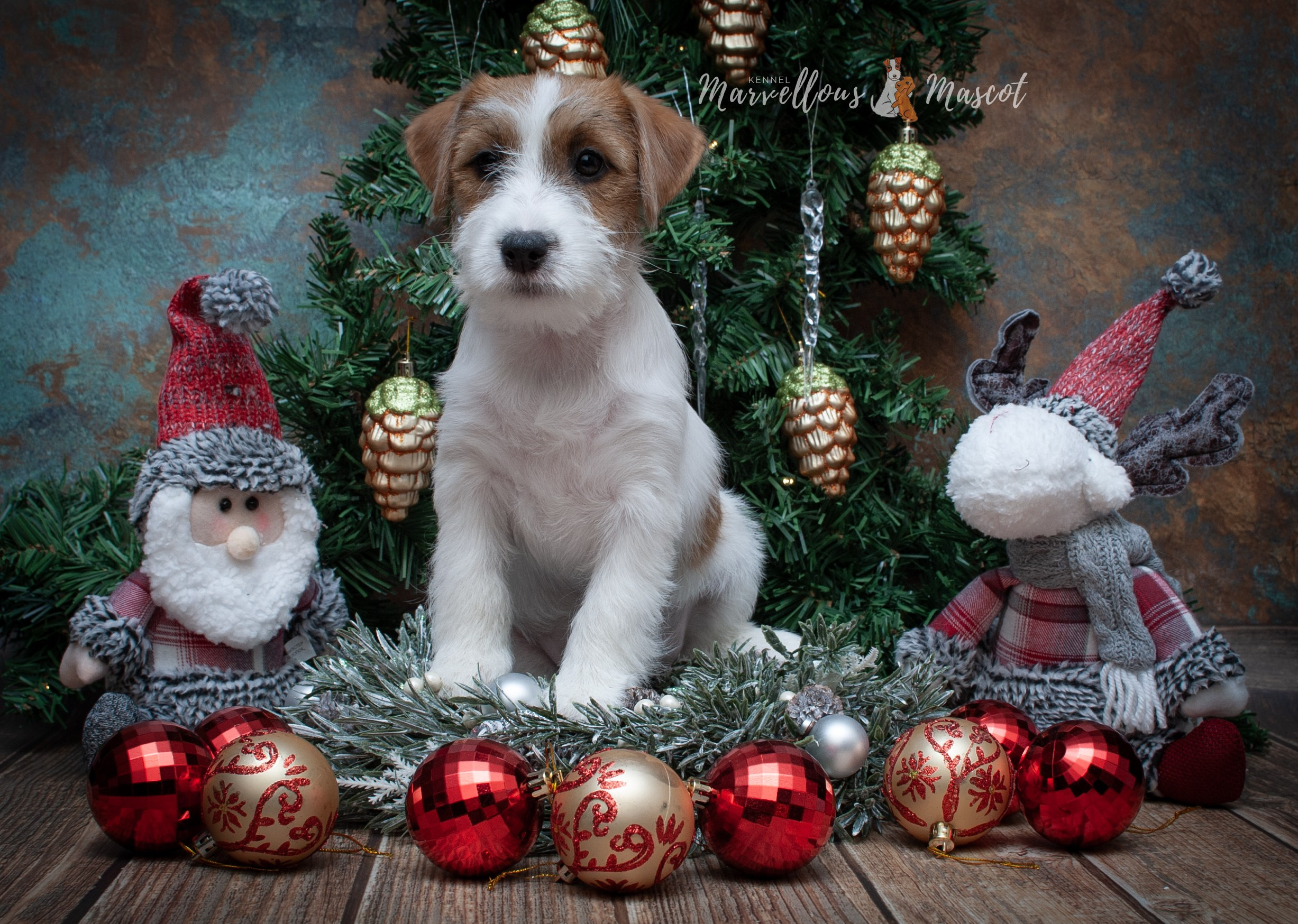 Роза. CANE MAESTRO — kennel Jack Russell Terrier