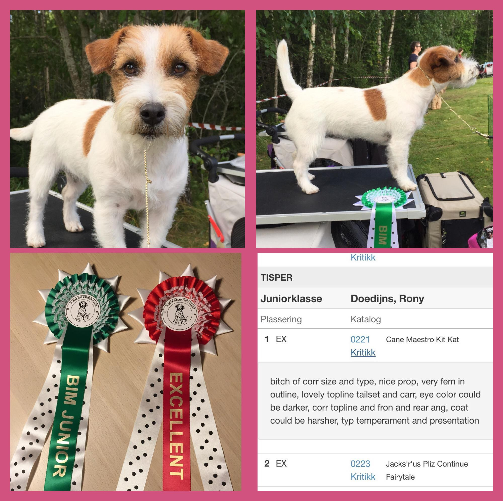 CM KIT_KAT. КАНЕ МАЭСТРО — питомник Джек рассел терьеров