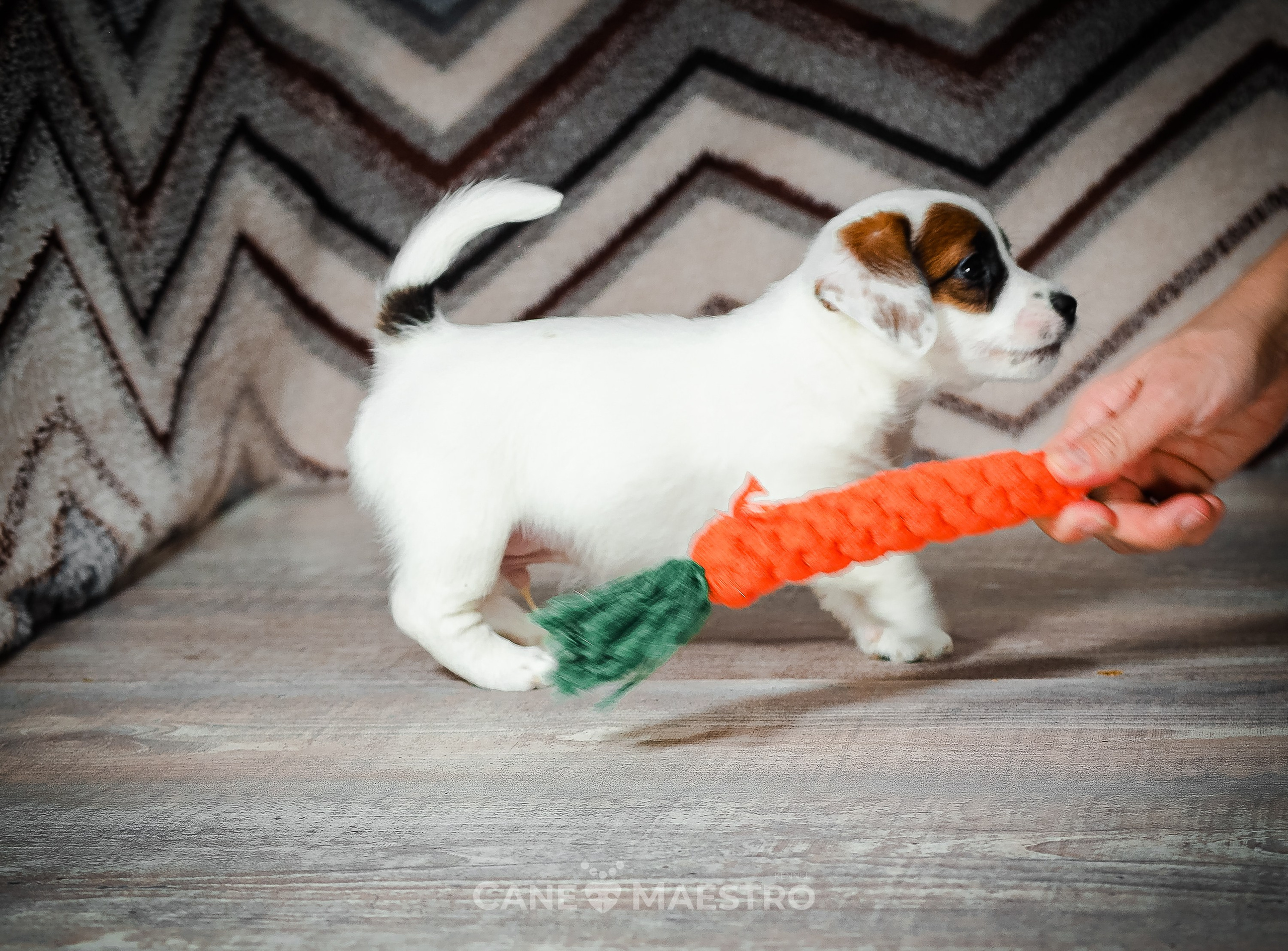 1КОБЛ_МОНОКЛЬ_Ц_ЛИТТЕР. CANE MAESTRO — kennel Jack Russell Terrier