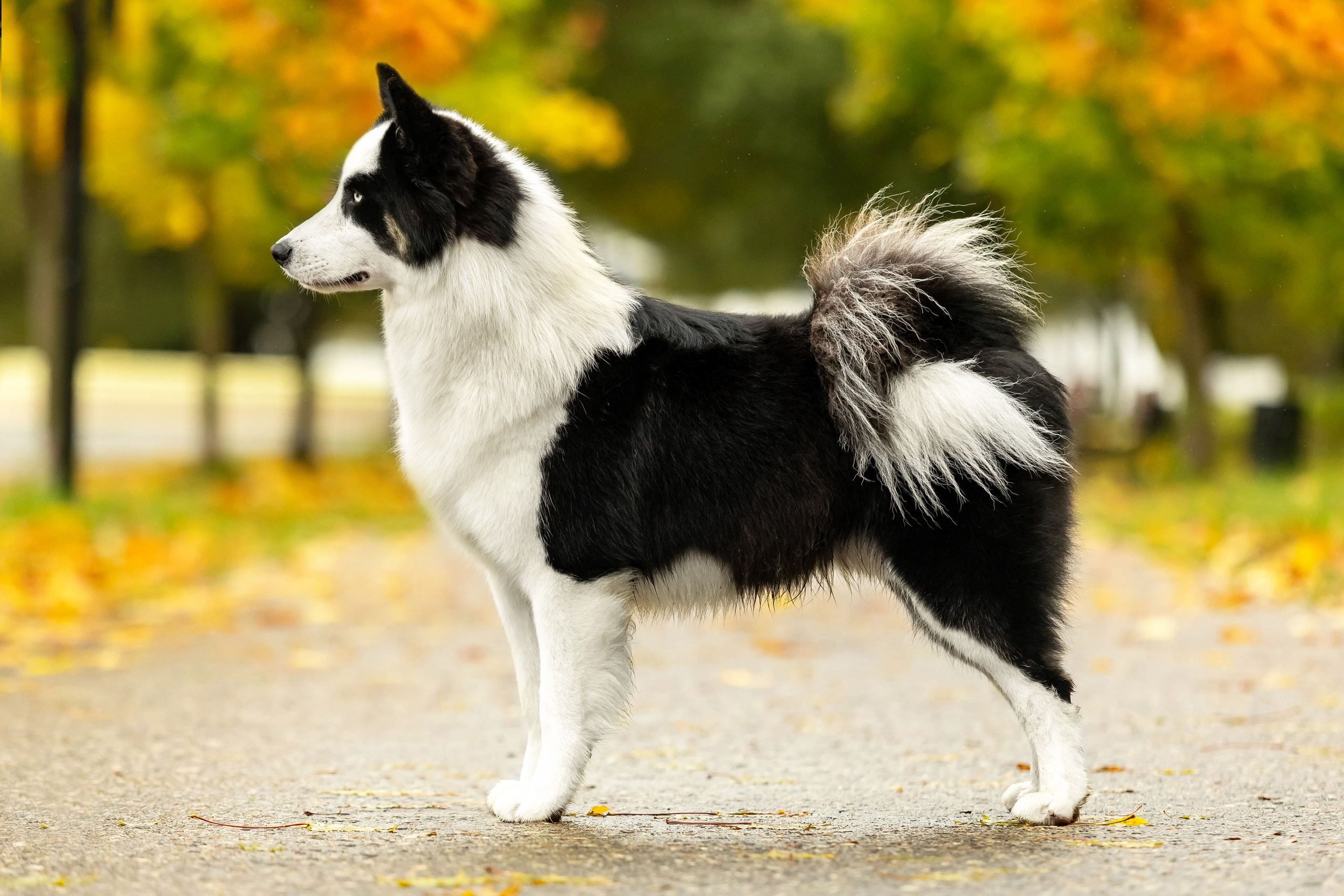 Якутская Лайка Гард. Https://moshkovaphoto.ru/