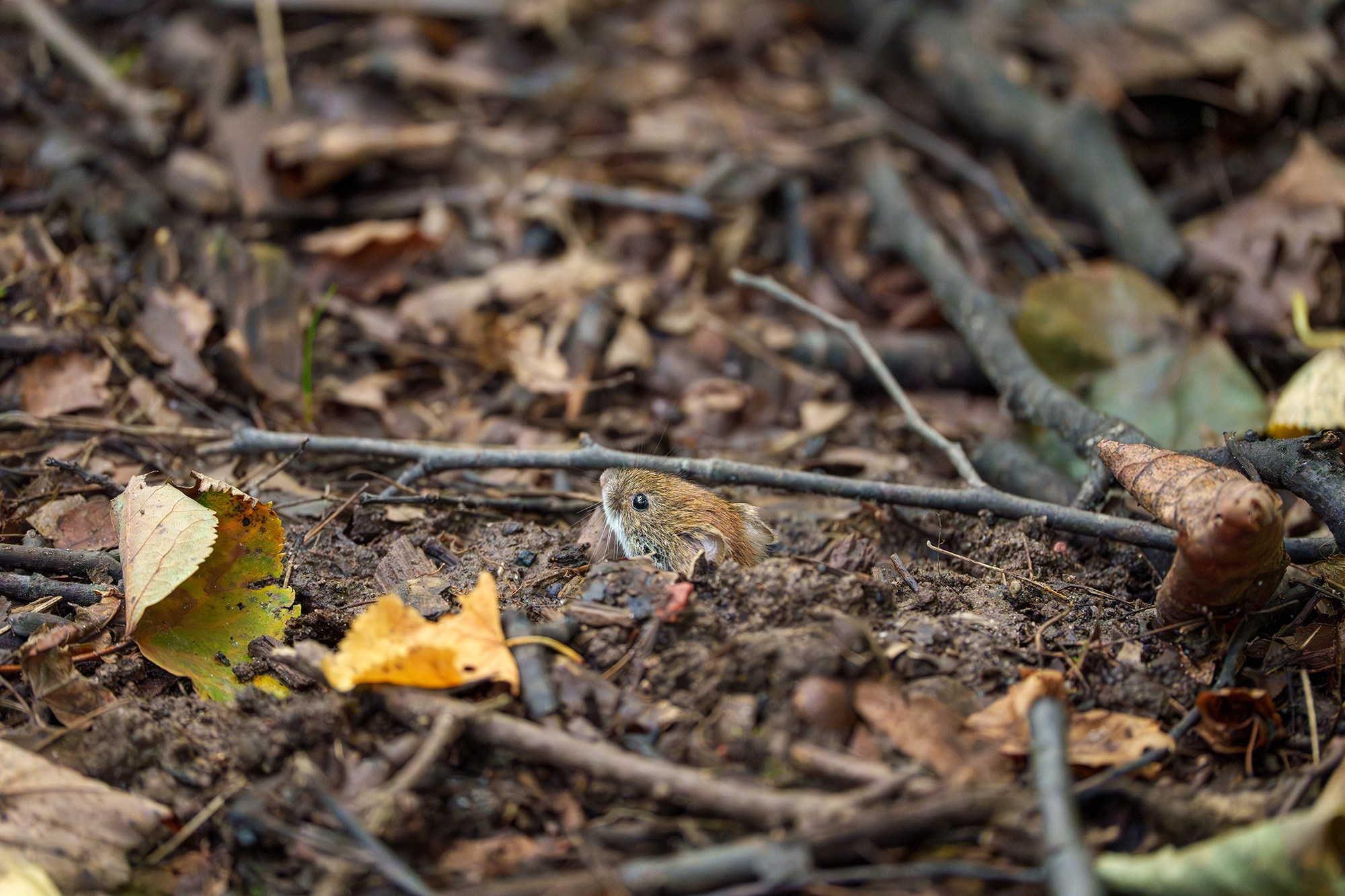 Животные. Ваш личный фотограф Марина Волкова