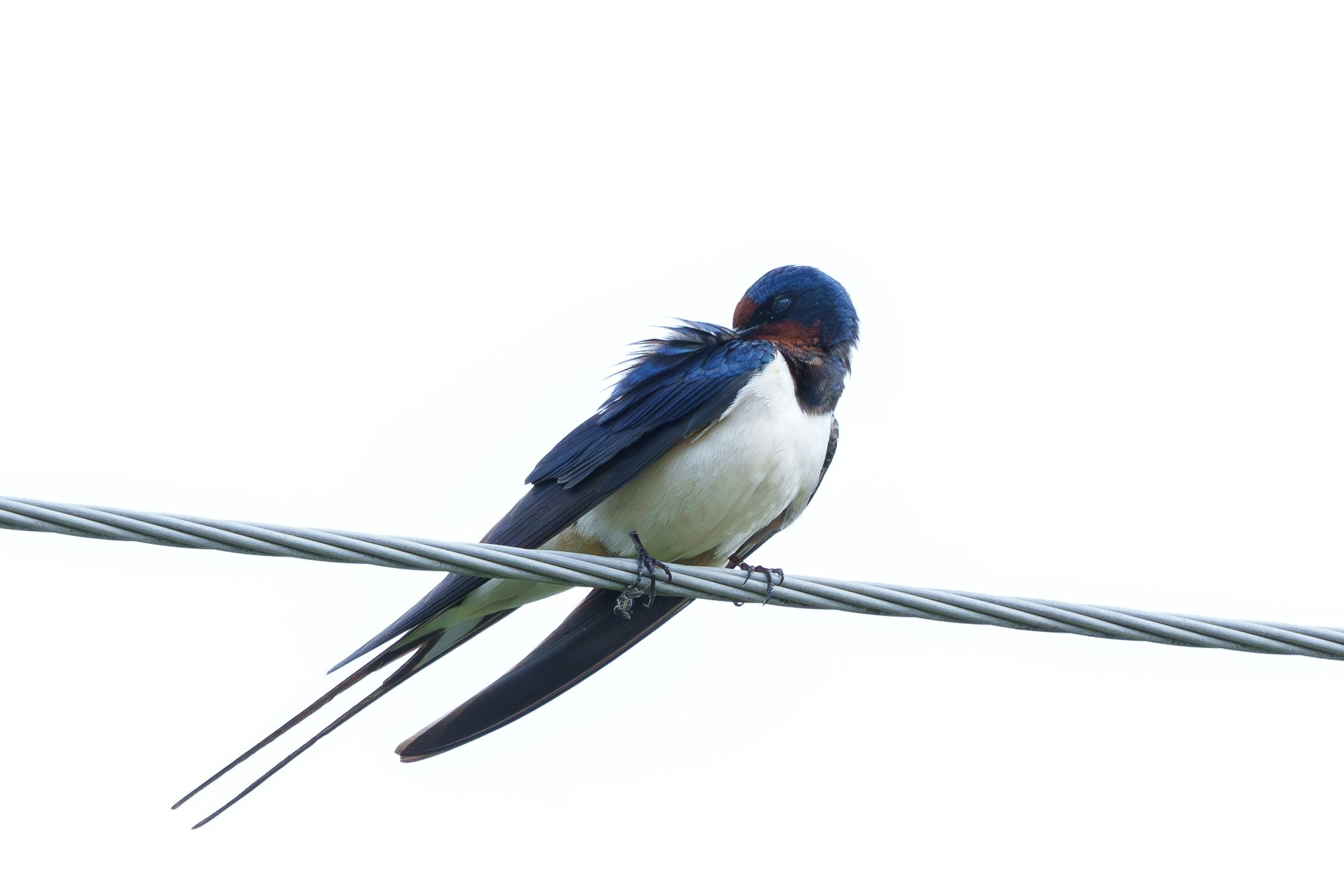 Удивительные мир птиц. Вокруг нас столько прекрасного — присмотритесь!. Ваш личный фотограф Марина Волкова