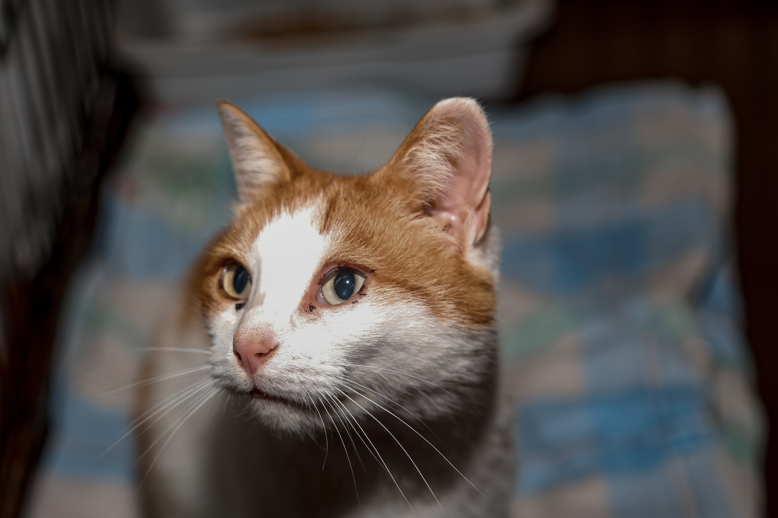 Приют Кошкин Дом Филимоша. Ваш фотограф в Оренбурге Рощупкина Екатерина