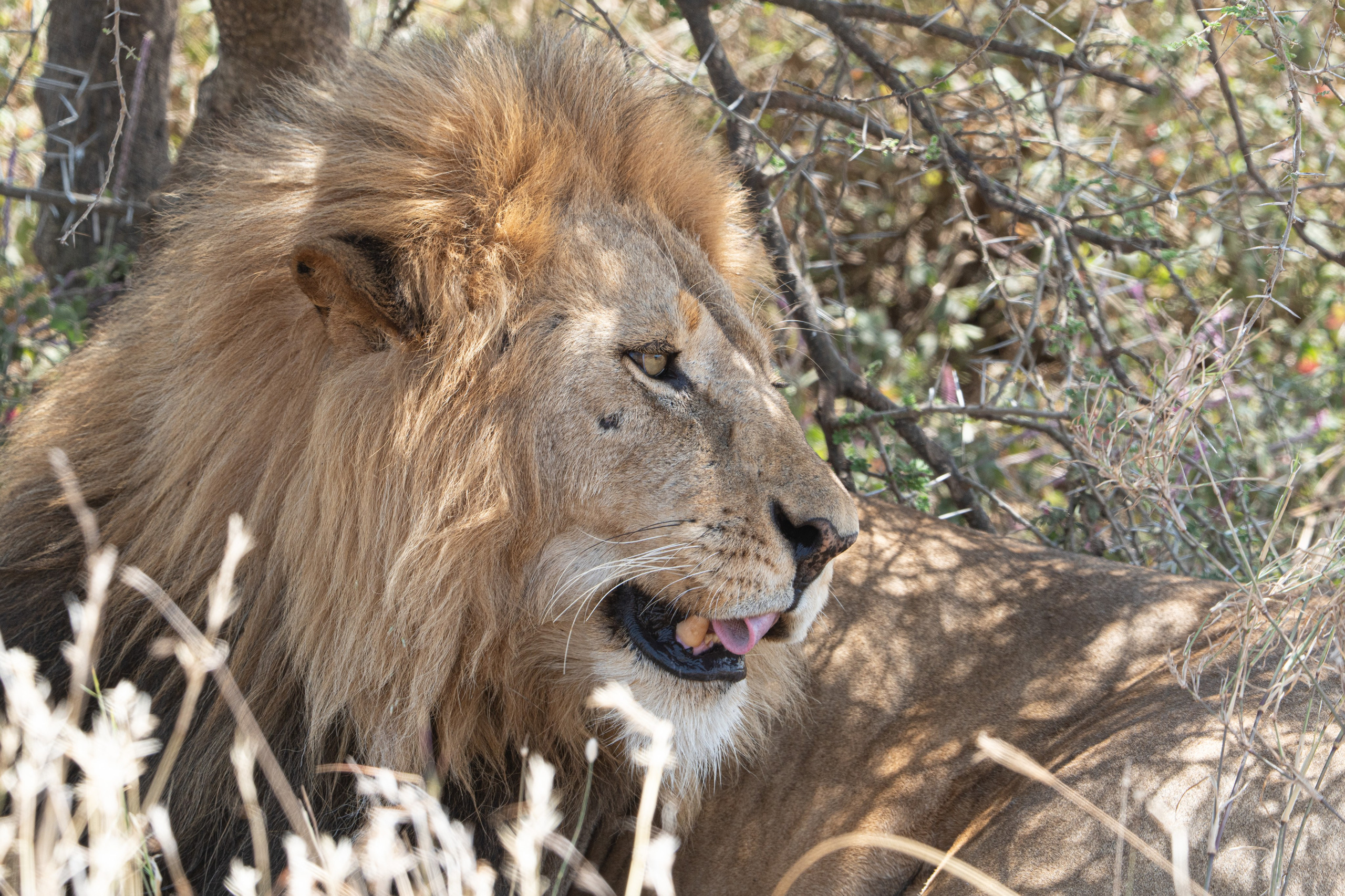 Танзания, сафари, 2025. Творческие сьемки
