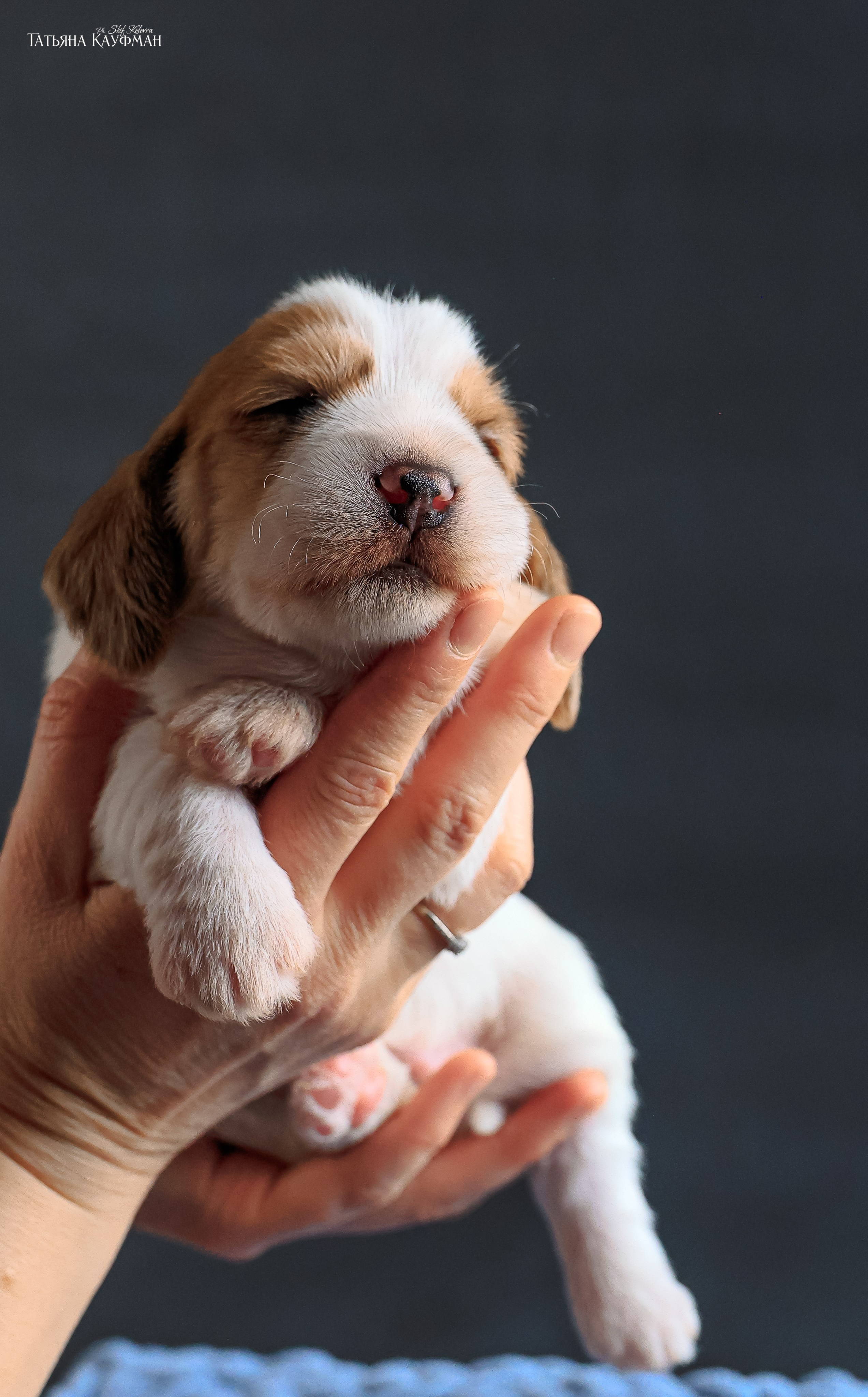 Малые вандейские бассет гриффоны. PVBG. Petit vandeen basset griffon, щенки в новосибирске. Питомник White Rivendel