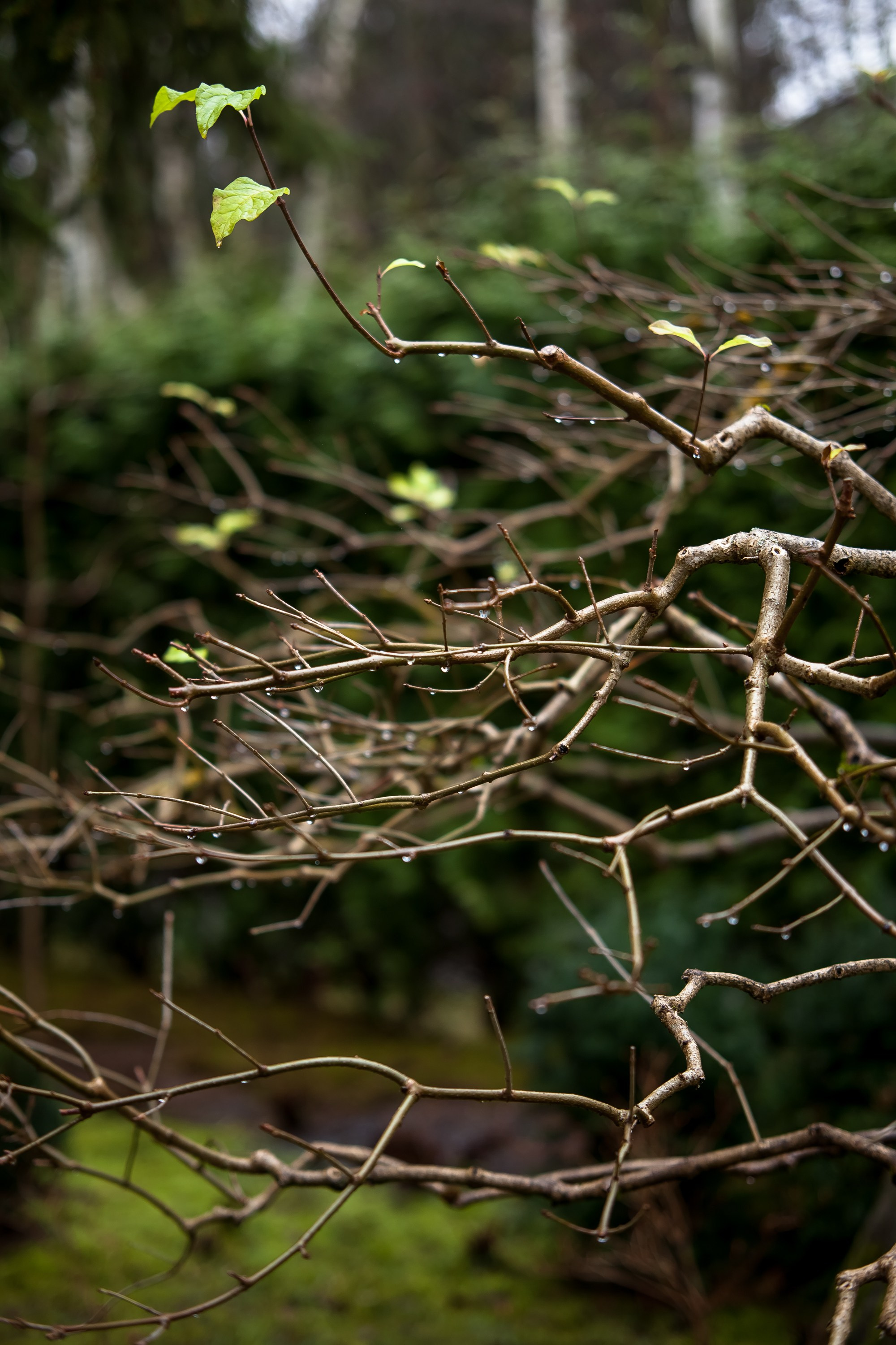 ОСТОРОЖНО МОХ. Туманов Виталий — фотограф Москва