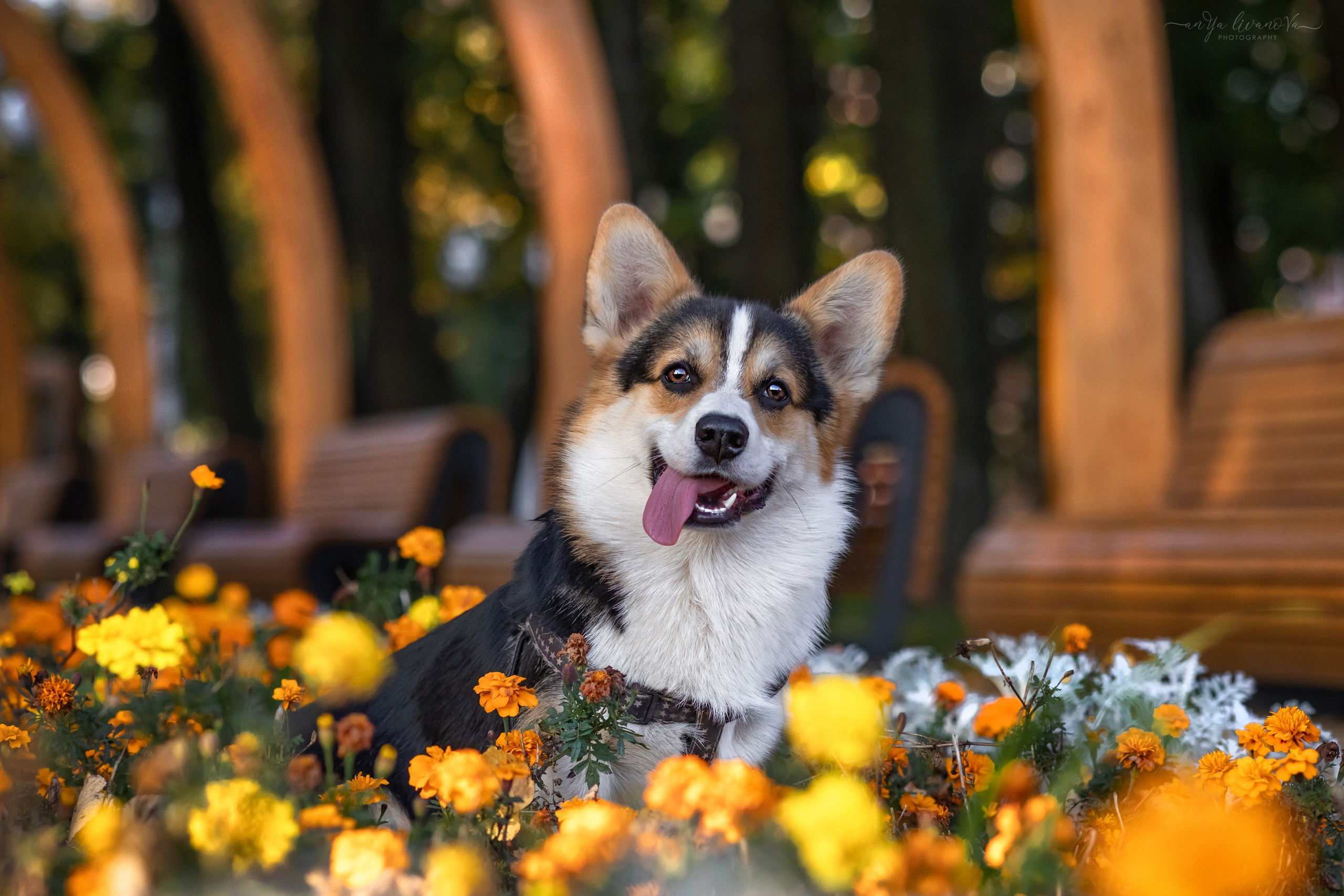 Коржики на Набережной. Фотограф анималист Аня Ливанова | Рыбинск