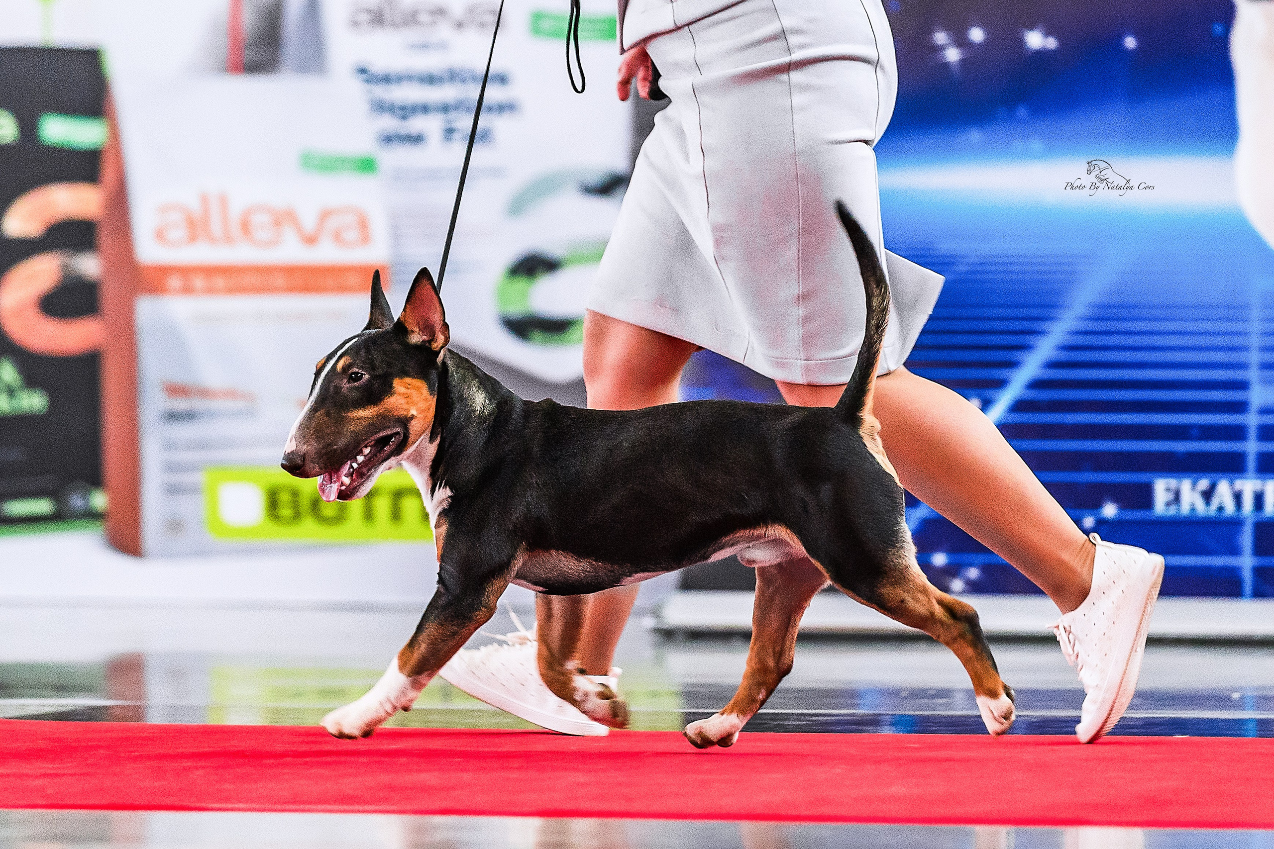 Фоторепортаж с выставки собак. Фотограф Анималист Наталья Корс Екатеринбург