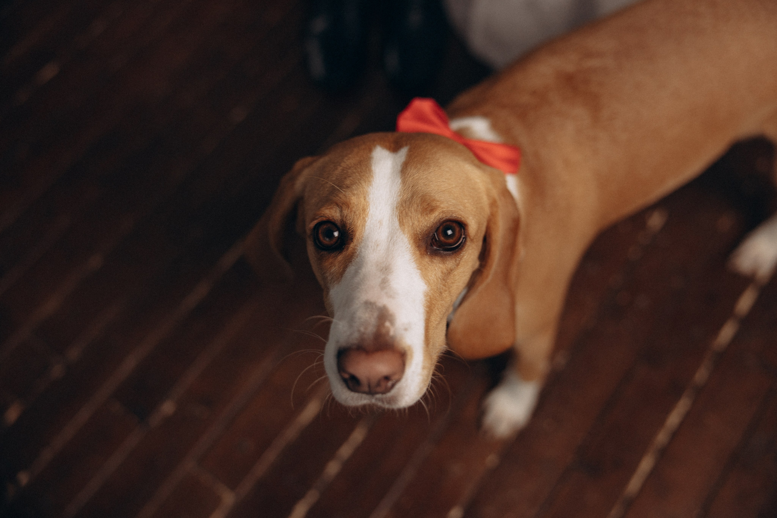 История любви. Фотограф анималист в Казани Алина Сулейманова. Фотограф животных