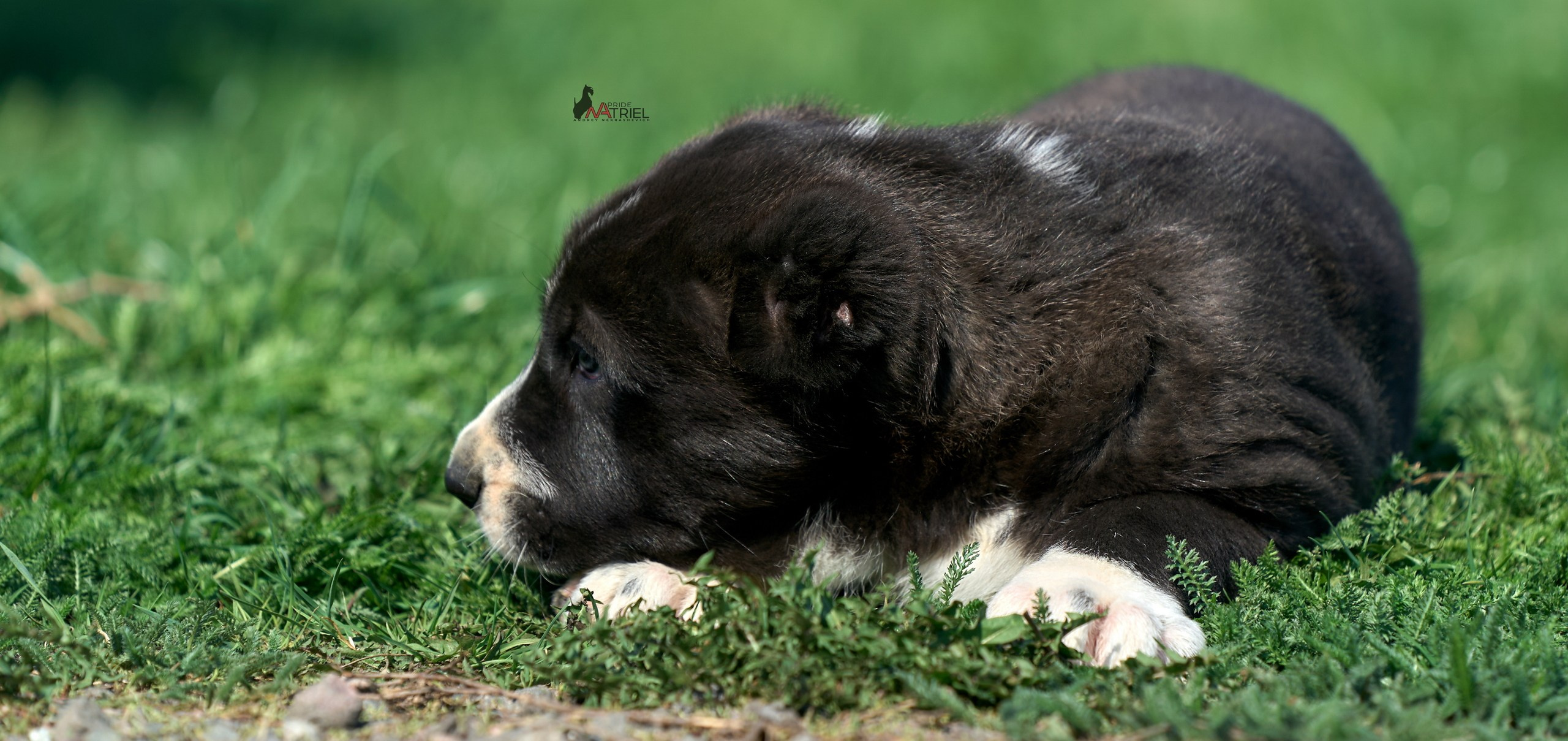 Среднеазиаты — щенки и взрослые