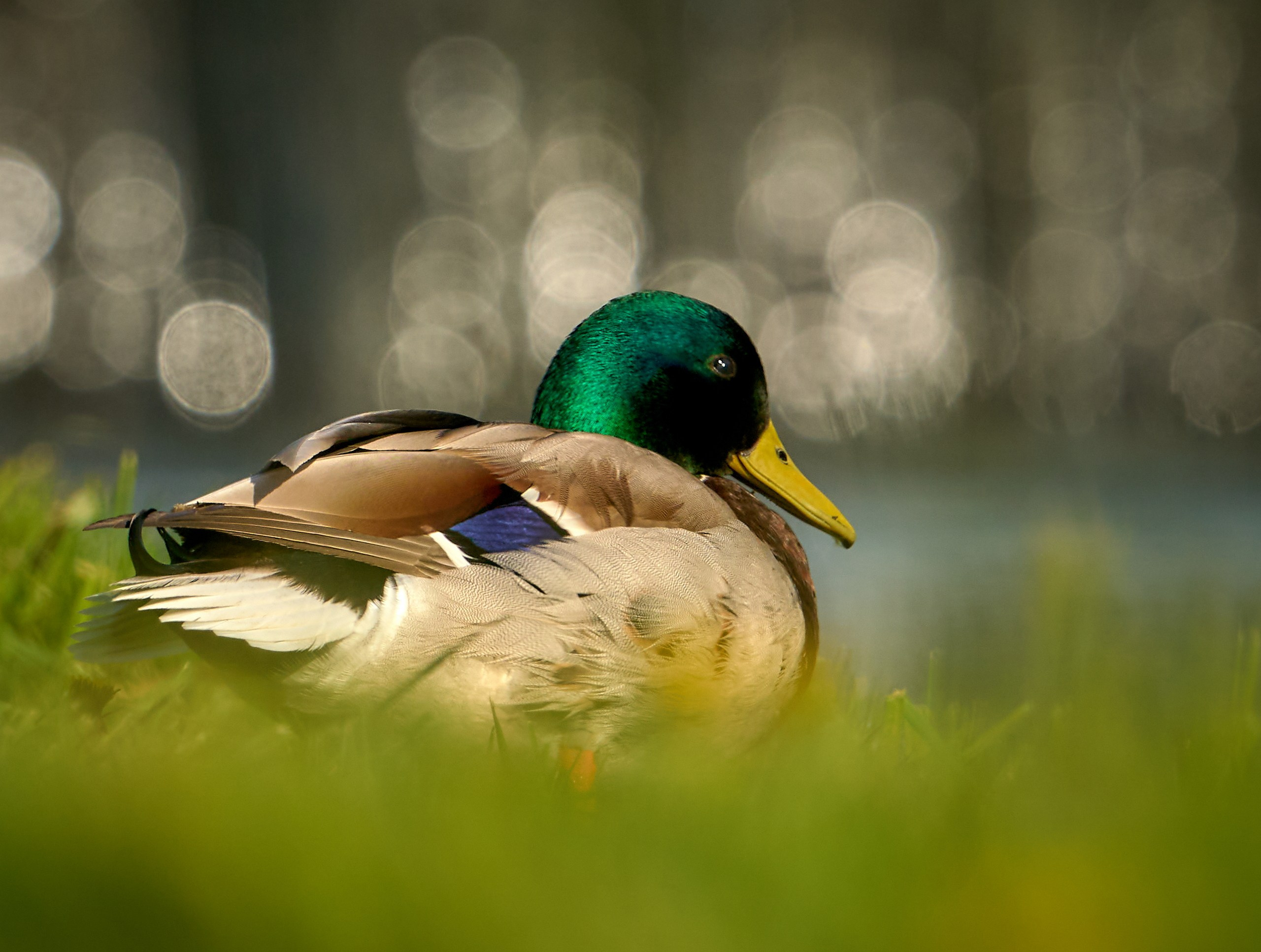 Фото птиц — галерея NATRIEL