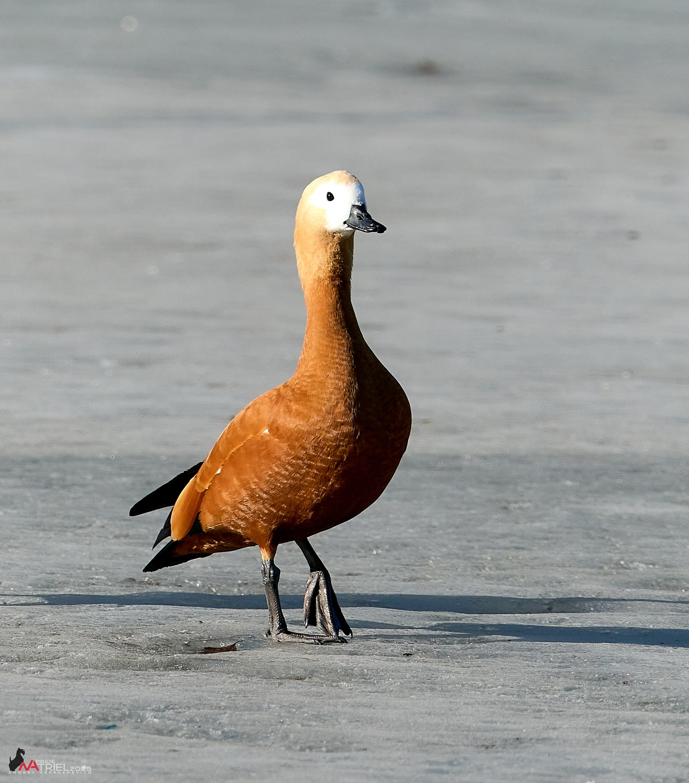 Фотопрогулка в Бутово