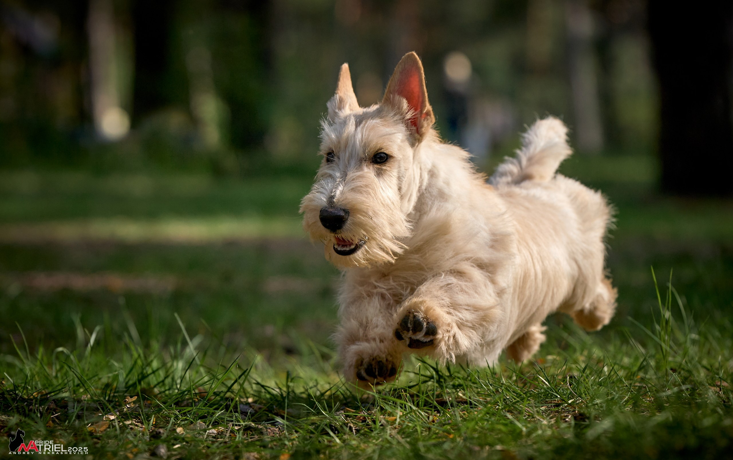 Выставка собак Суздаль-Владимир