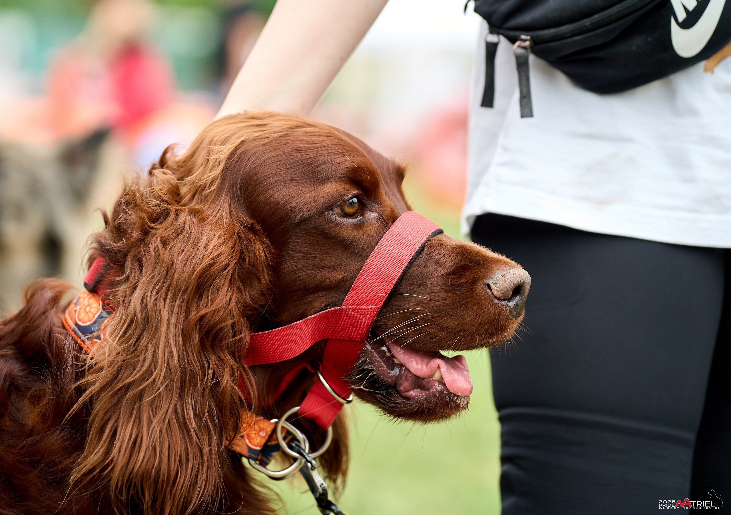 Russian Extreme Dog Trail — 2025