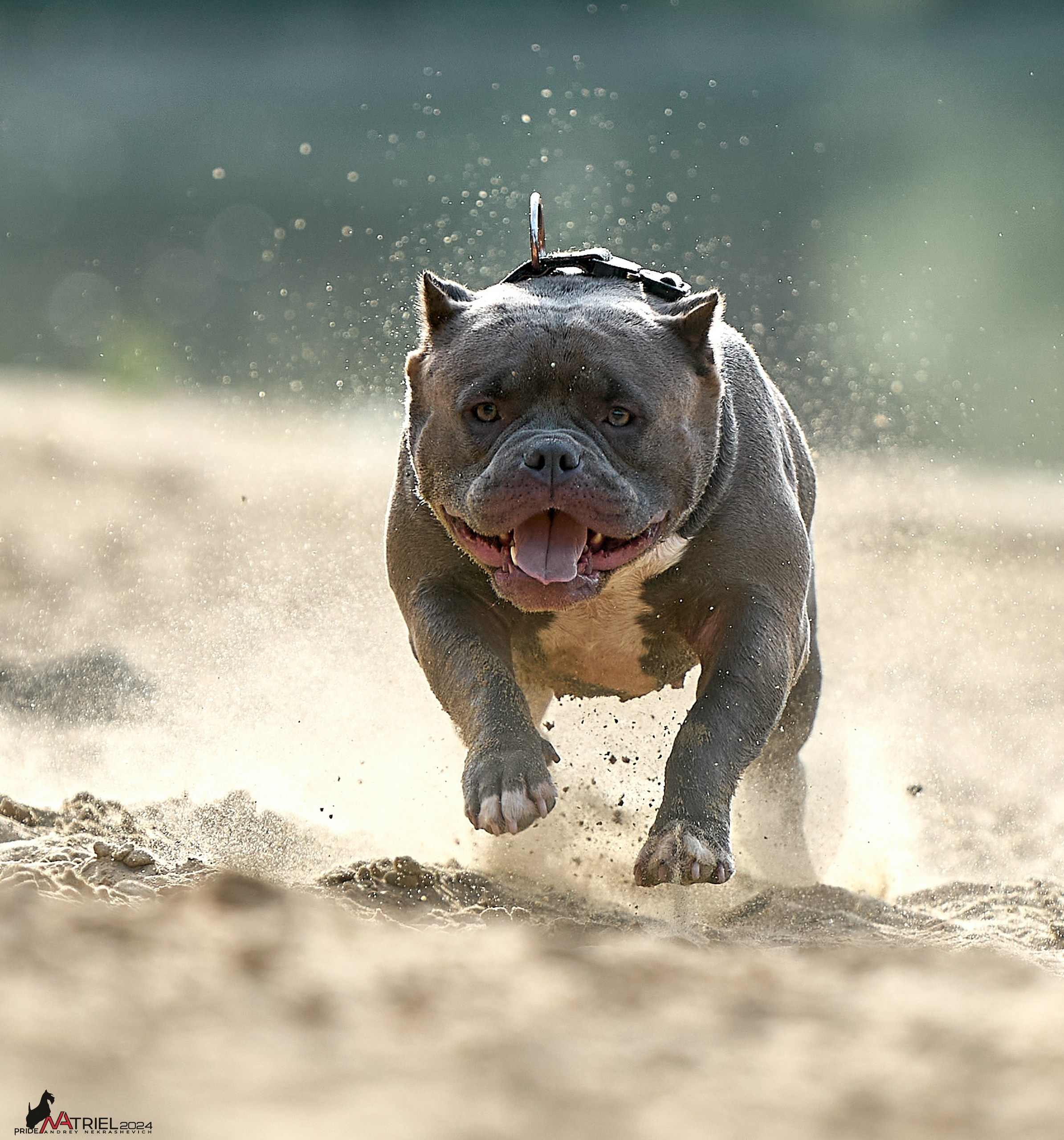 Фотопрогулка с булли