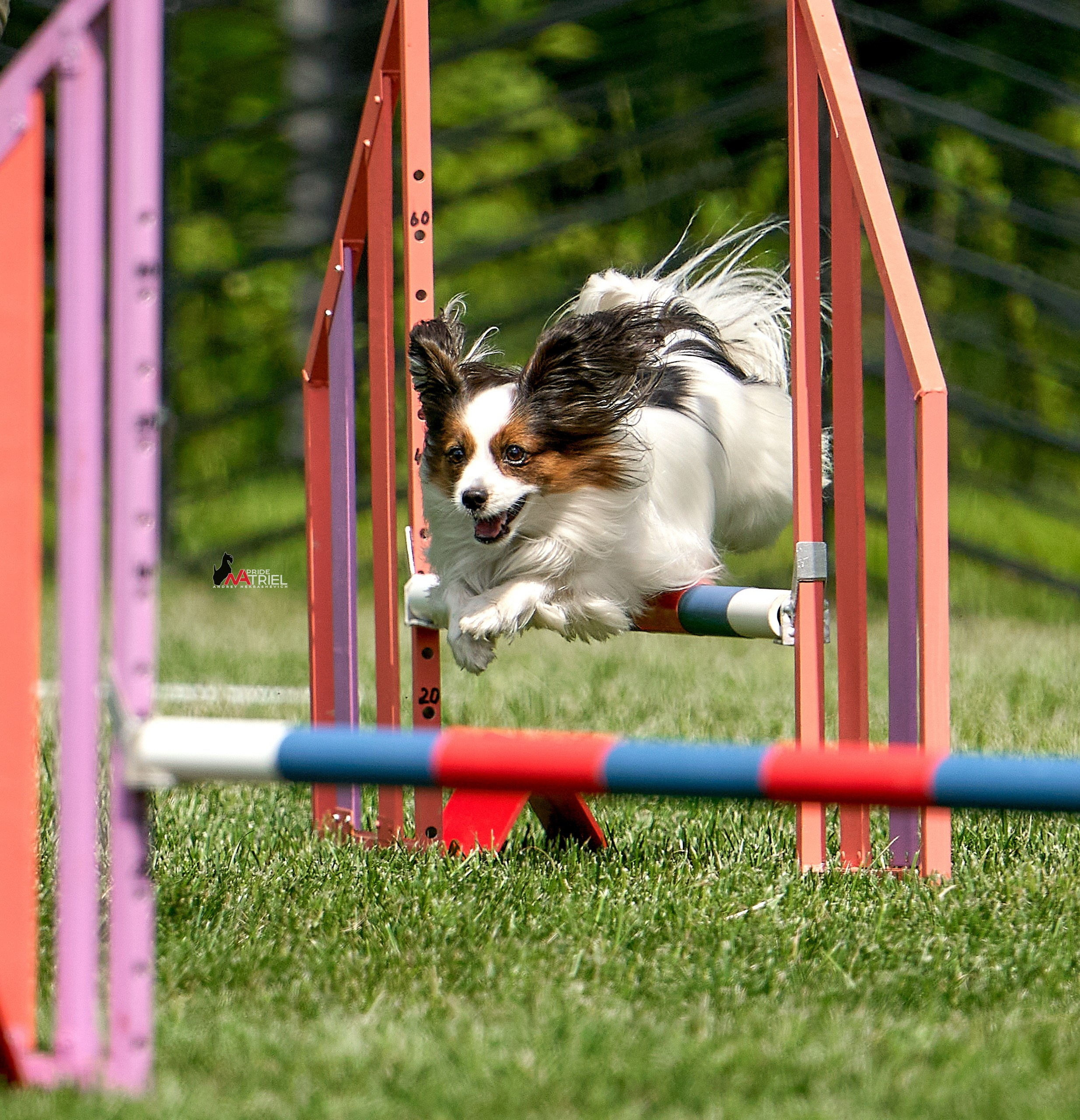 Аджилити — галерея NATRIEL