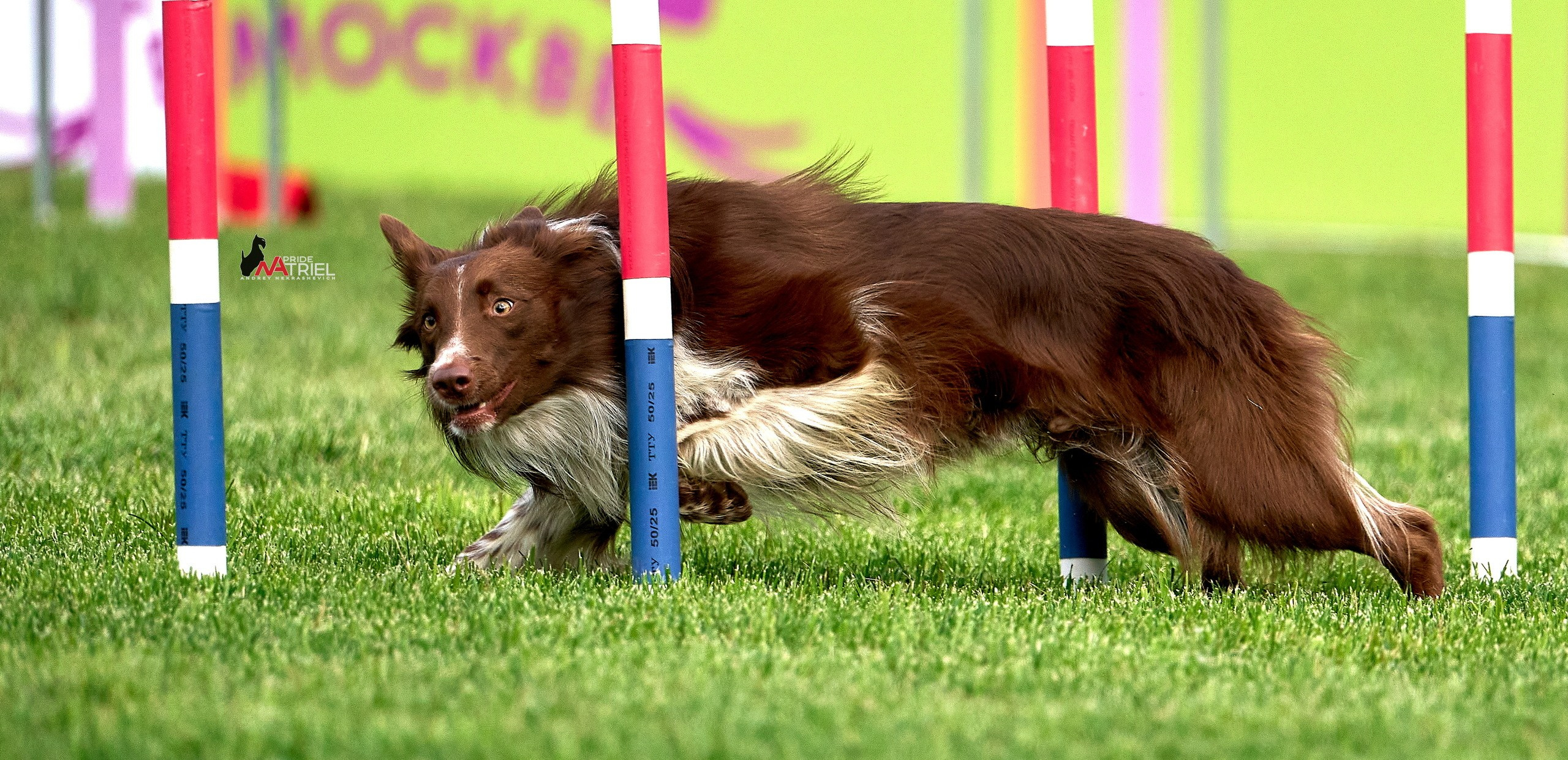 Аджилити — галерея NATRIEL