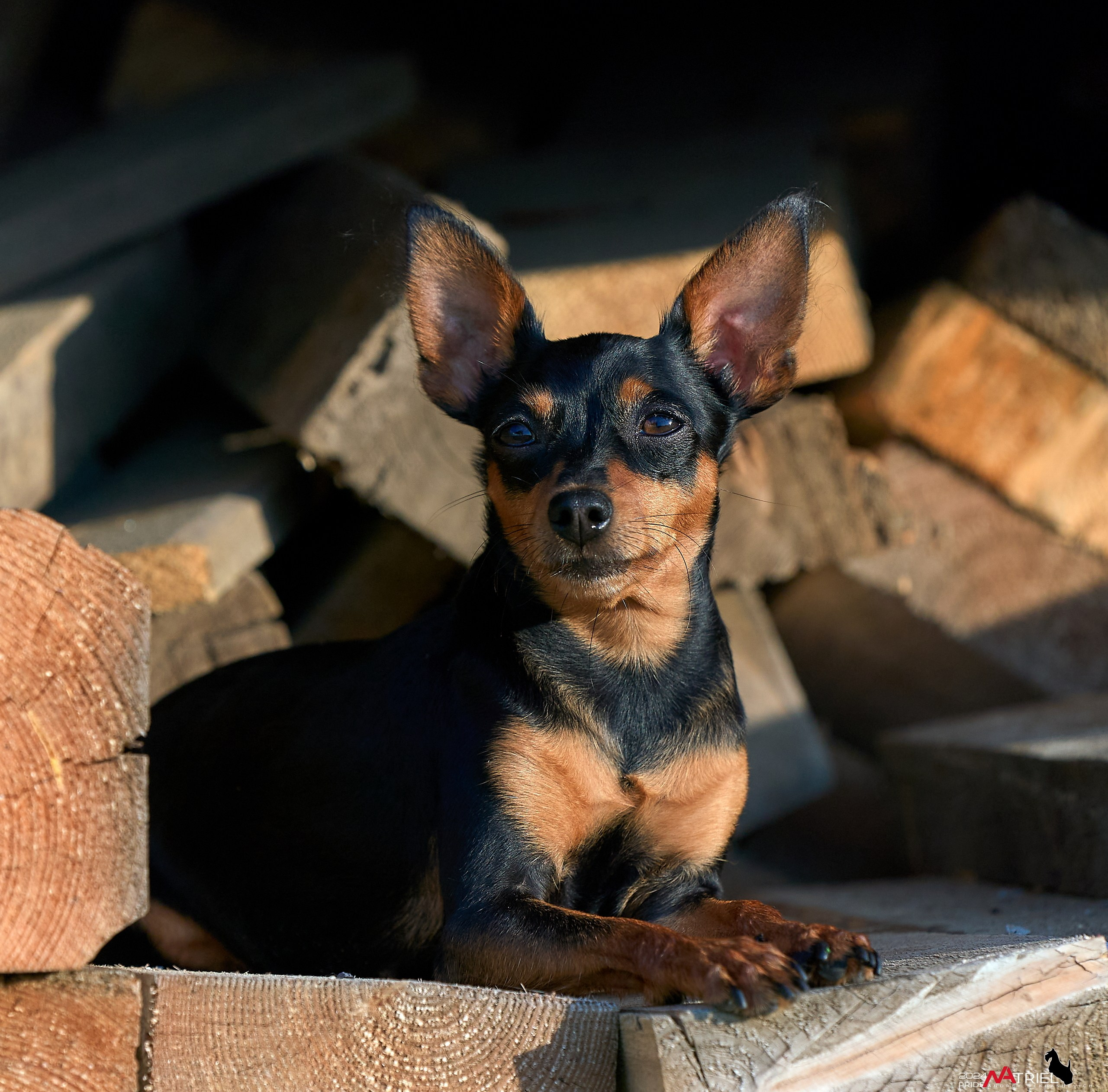 Фотопрогулка с крысариками